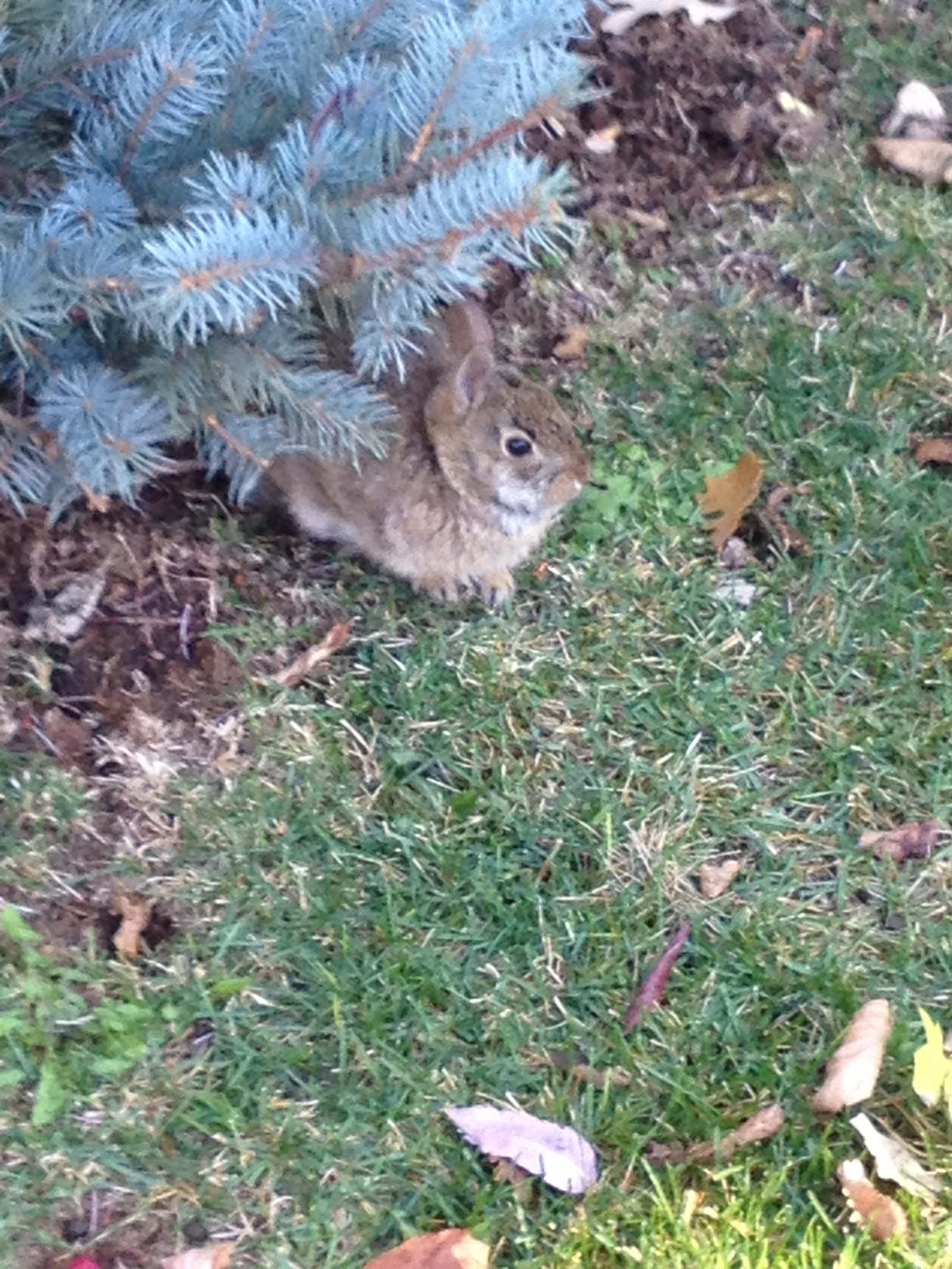 Tiny Wild Bunny Peeks Out from the Flowerbed and Nibbles on the Grass 1