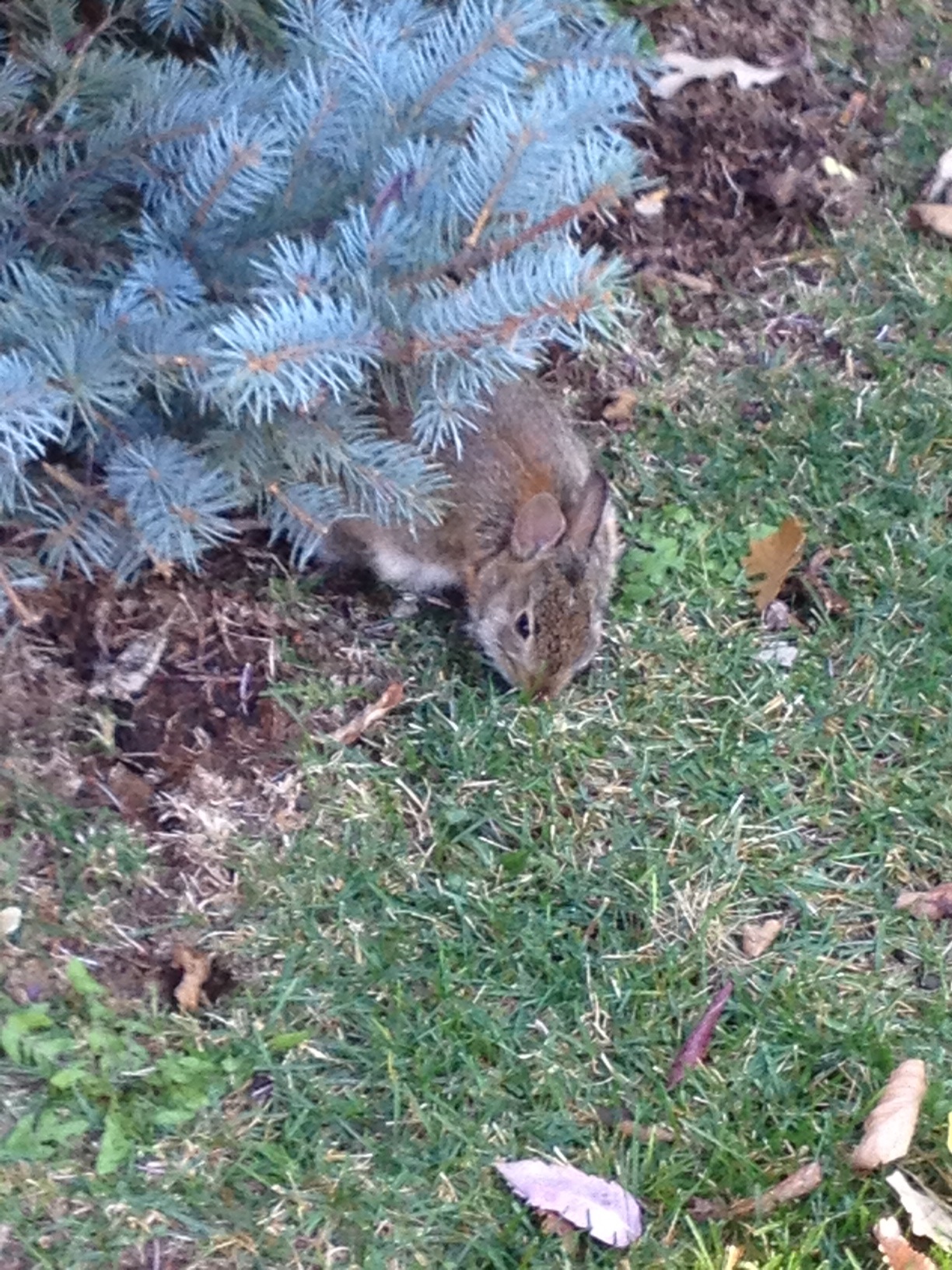 Tiny Wild Bunny Peeks Out from the Flowerbed and Nibbles on the Grass 2