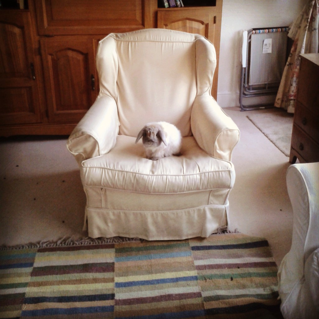 Bunnies Take Turns Sitting in the Big Chair 2