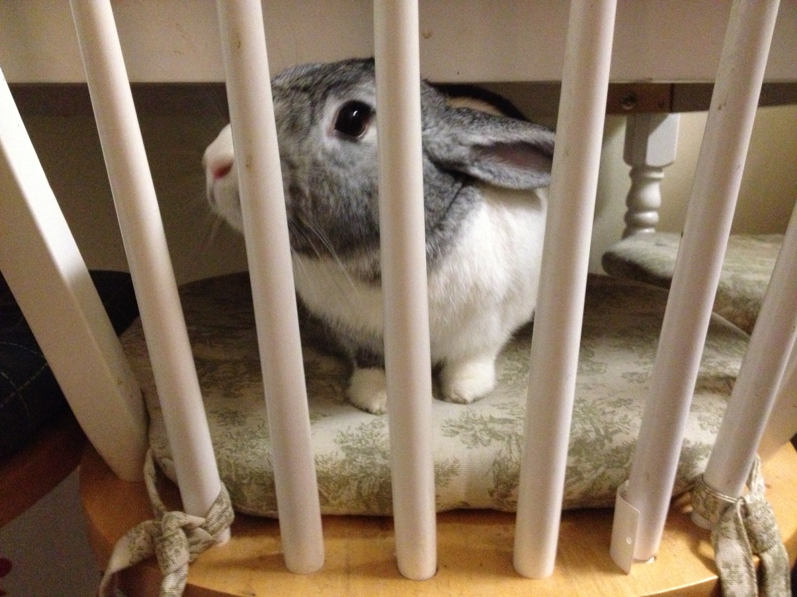 Jailed Bunny Is Sentenced to a Lifetime of Cuddles and Treats
