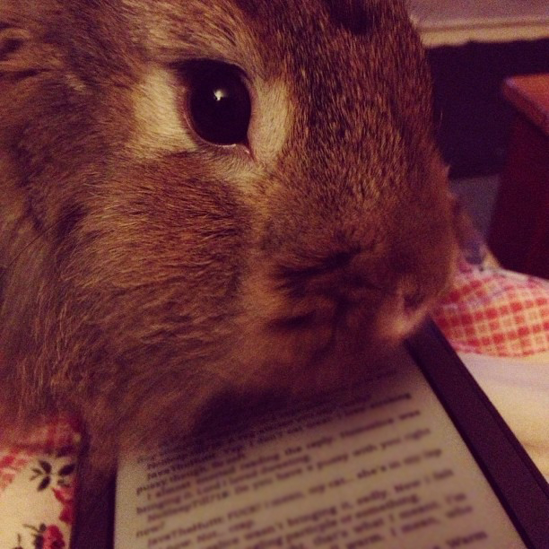 Bunny Wants You to Stop Reading and Play with Him Already 2