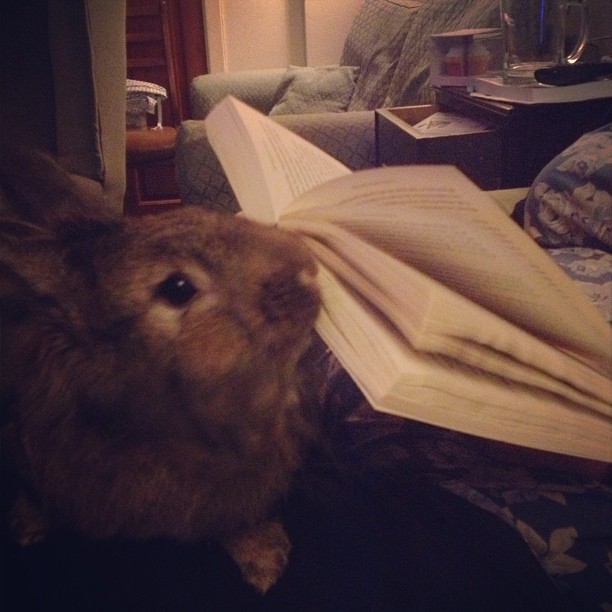 Bunny Wants You to Stop Reading and Play with Him Already 1