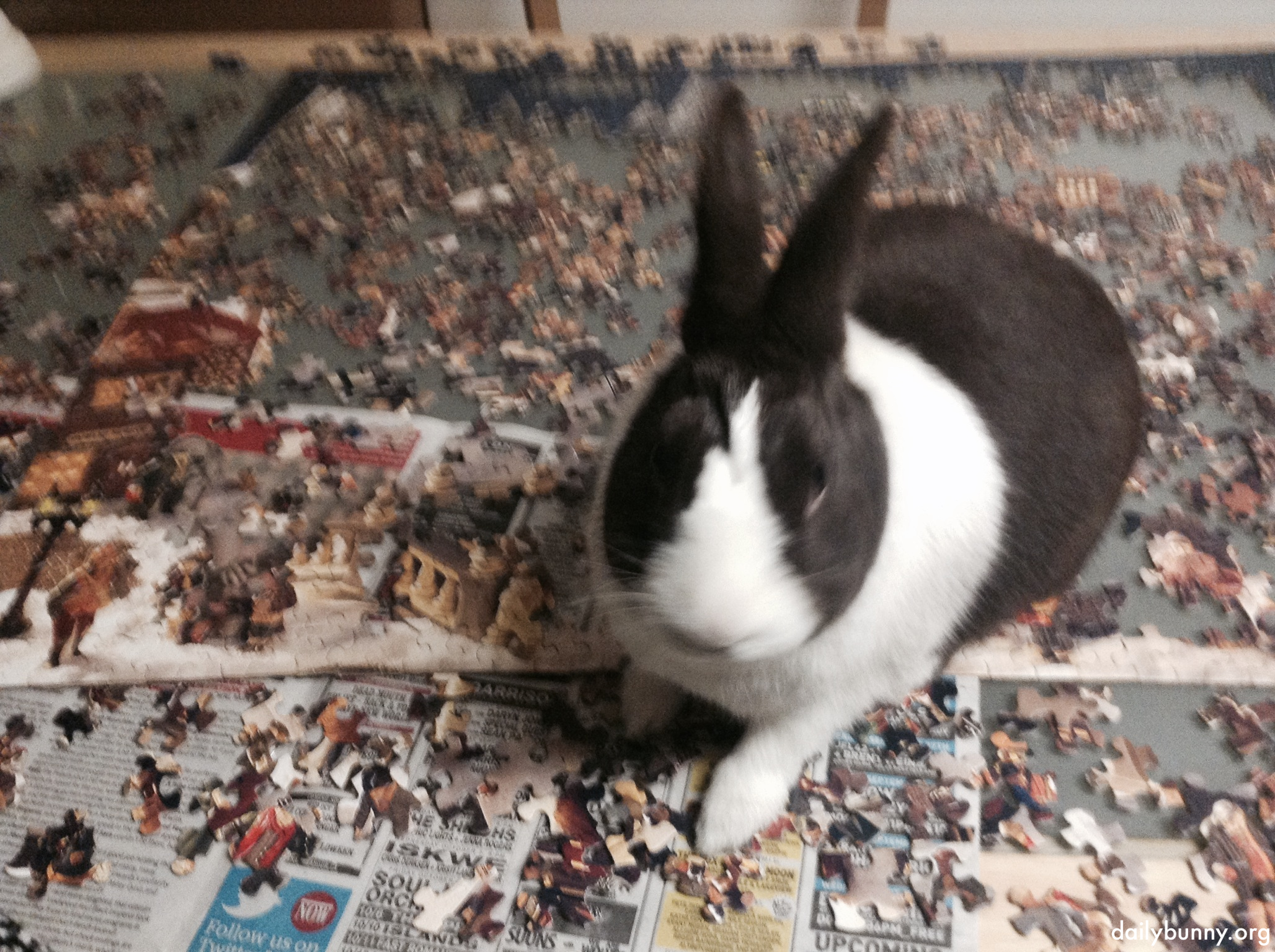 Bunny Helps His Human Solve a Jigsaw Puzzle 2 w