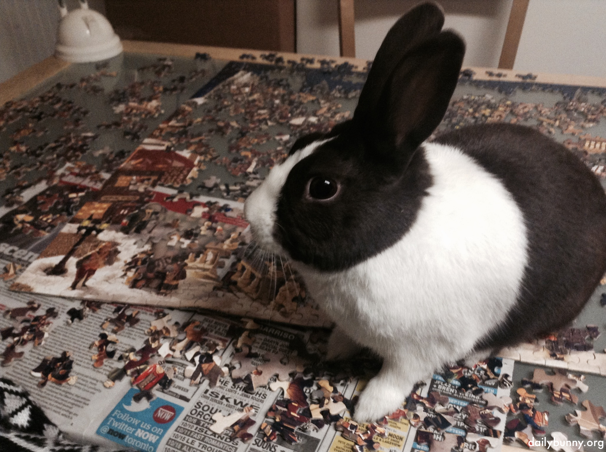 Bunny Helps His Human Solve a Jigsaw Puzzle 1 w