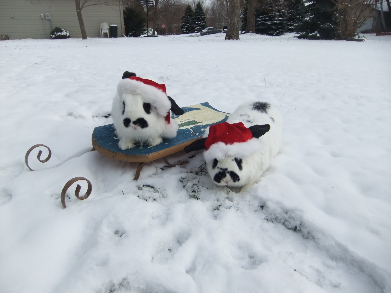 Bunnies Pose in the Snow with Their Sled