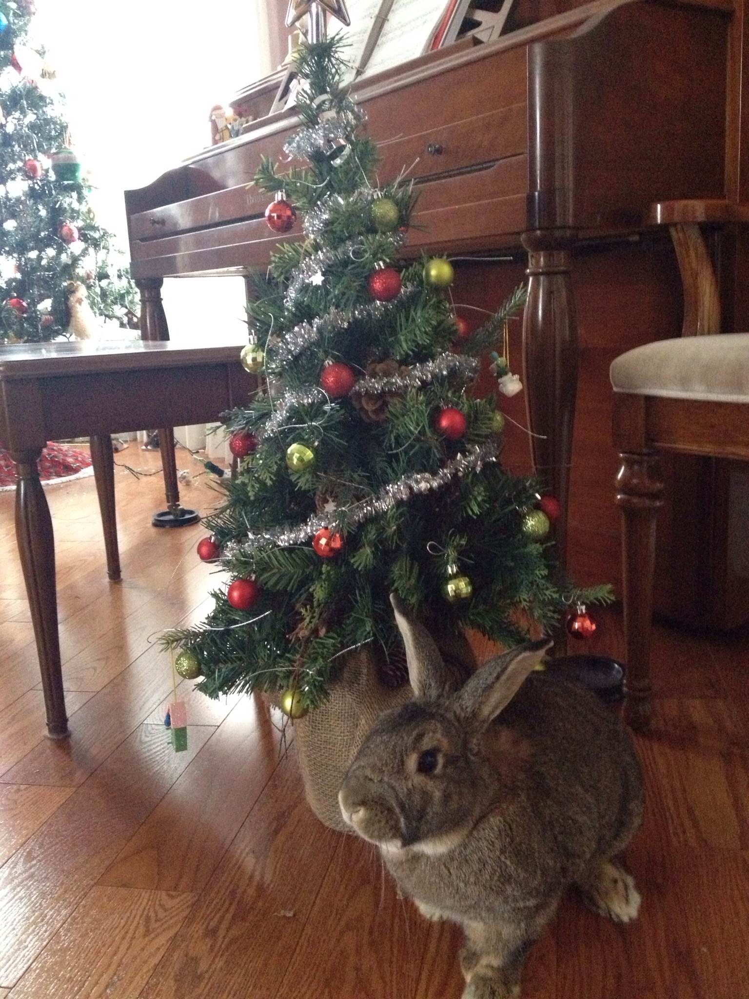 Bunny Gets His Own Bunny-Sized Christmas Tree