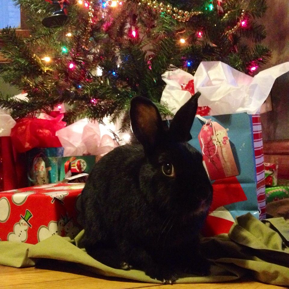 Bunny Waits for His Human to Look Away Before Getting Into the Presents