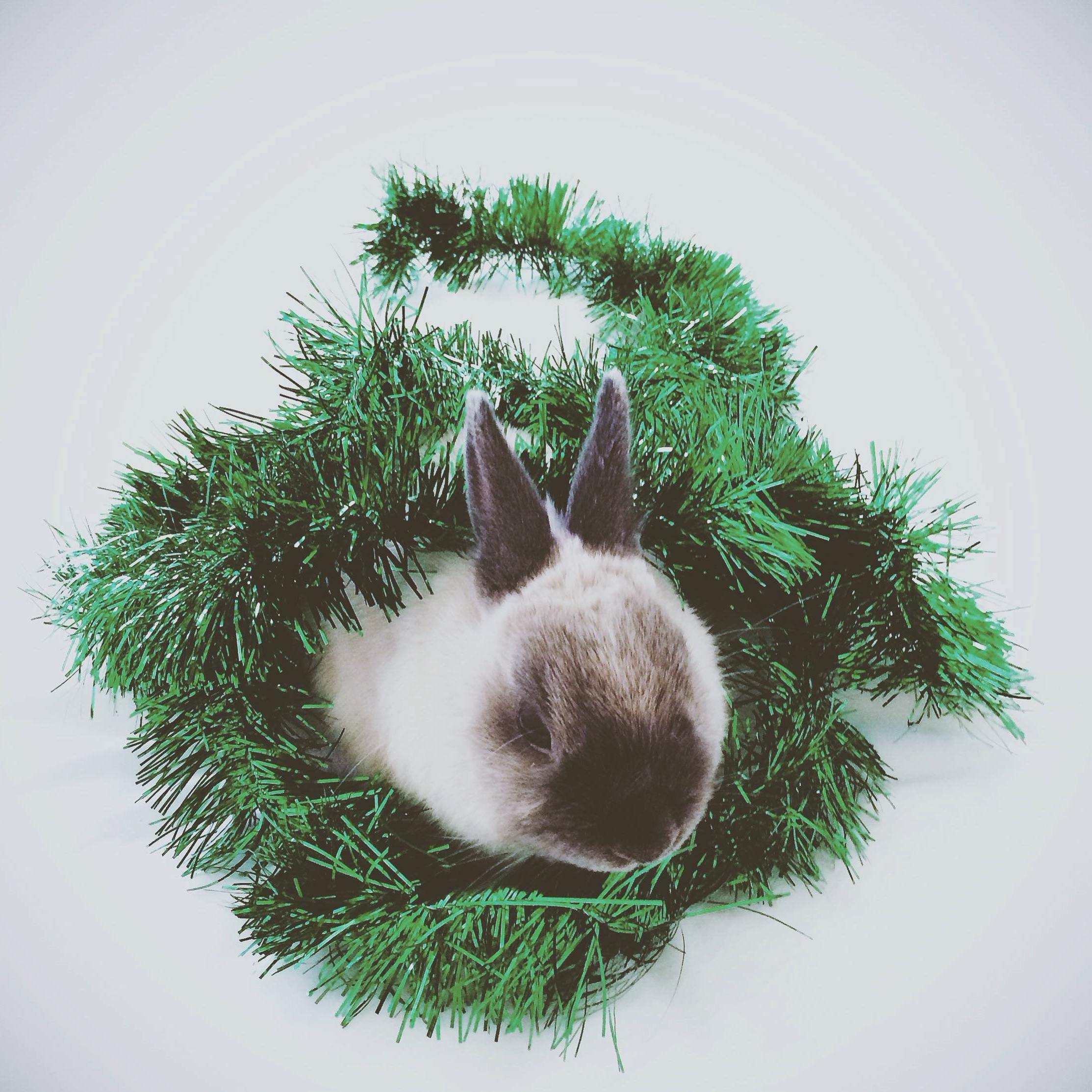 Bunny Is at the Center of a Tinsel Wreath