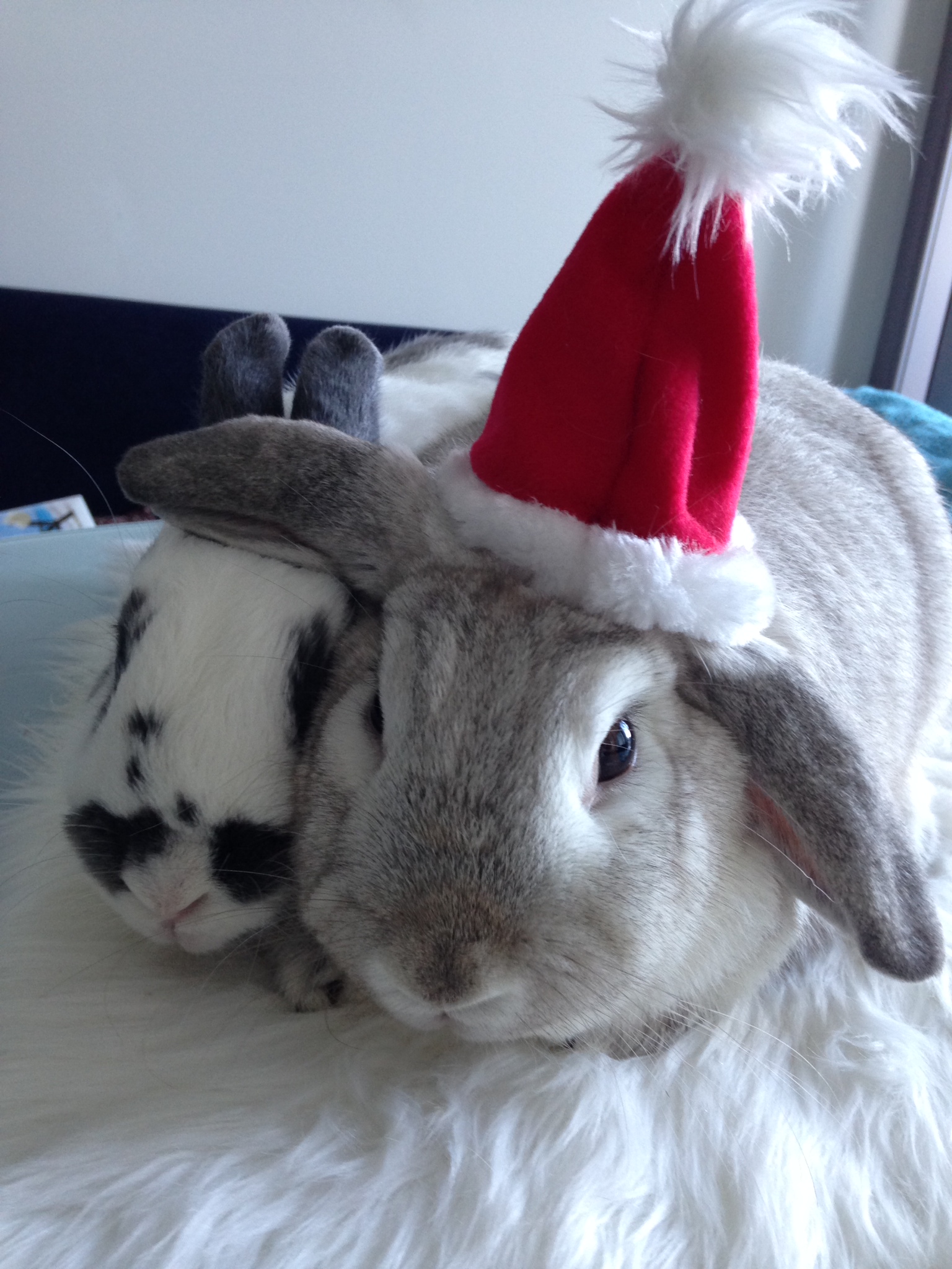  Diva Bunny Doesn't Share the Santa Hat 5