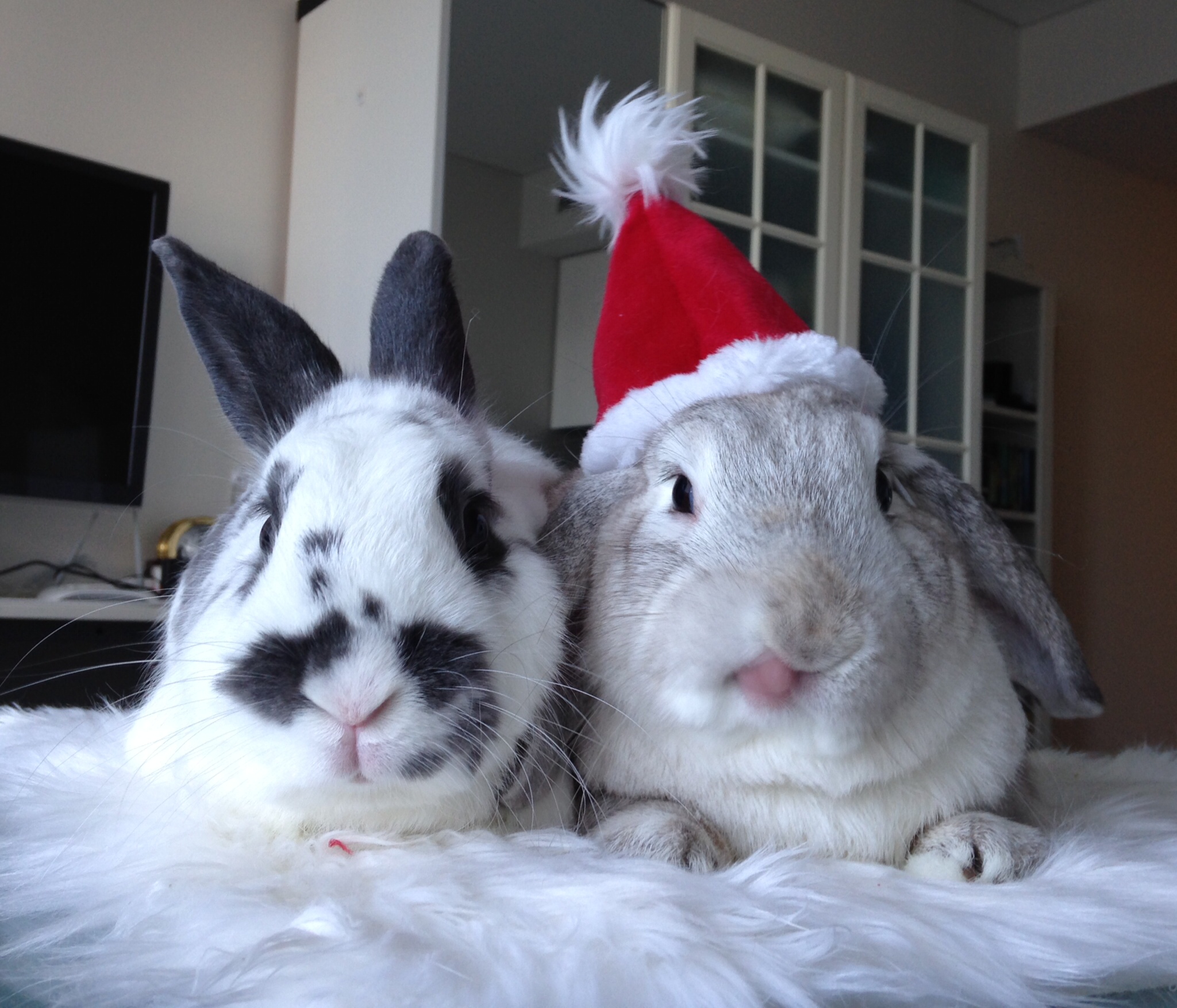 Diva Bunny Doesn't Share the Santa Hat 4