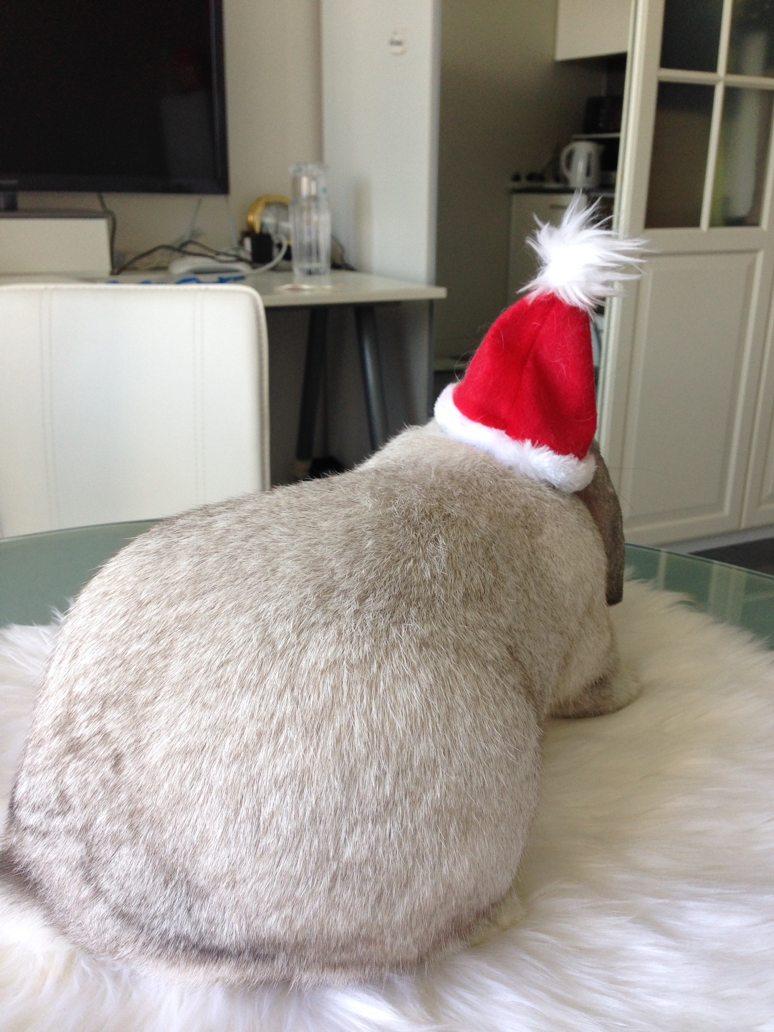 Diva Bunny Doesn't Share the Santa Hat 3