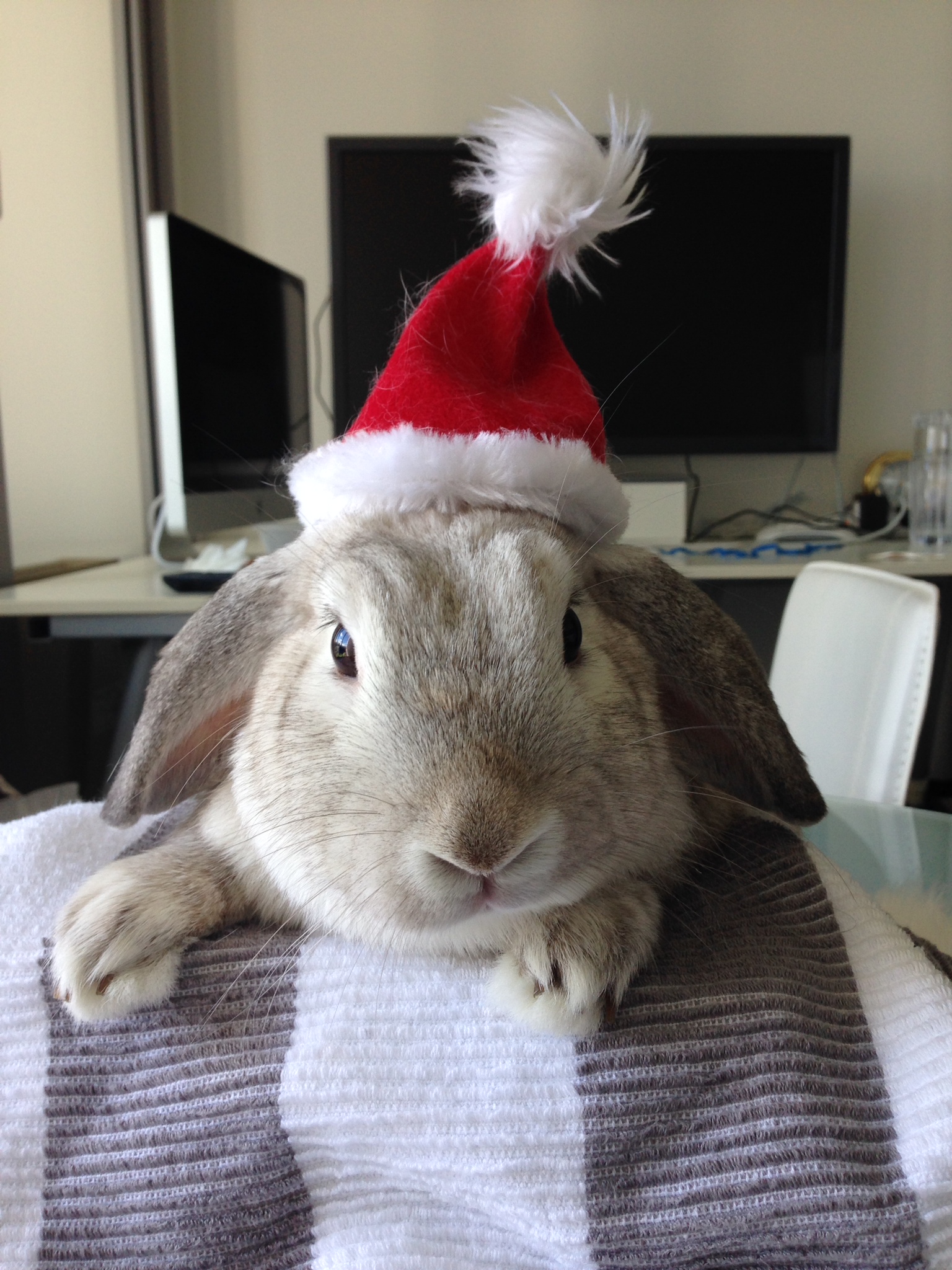 Diva Bunny Doesn't Share the Santa Hat 1