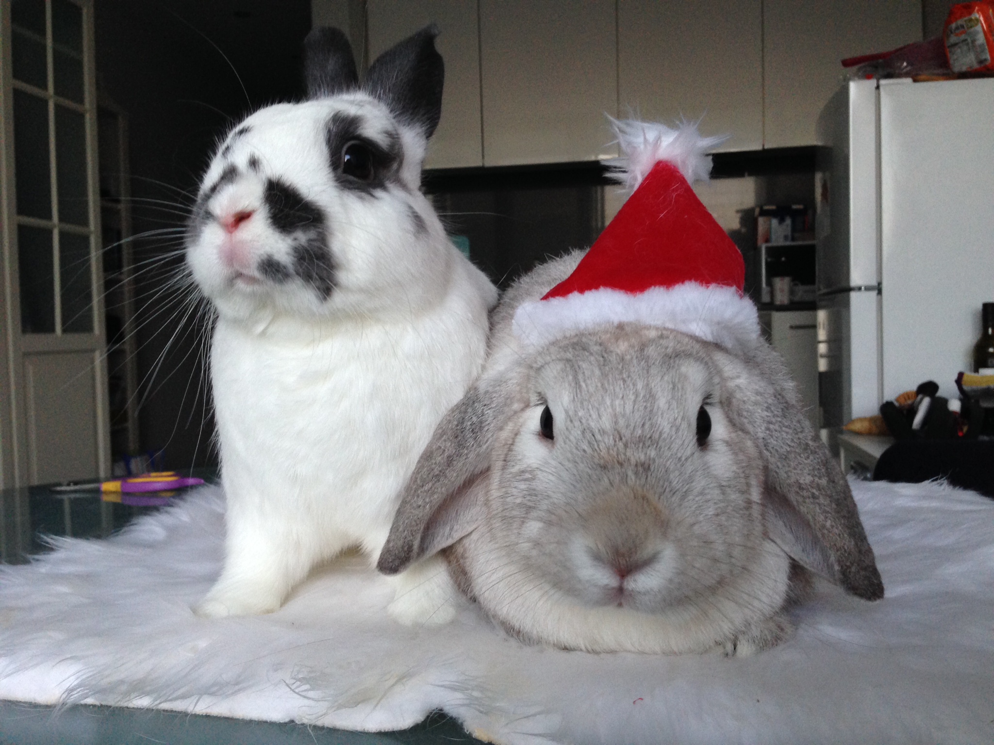 Diva Bunny Doesn't Share the Santa Hat 2