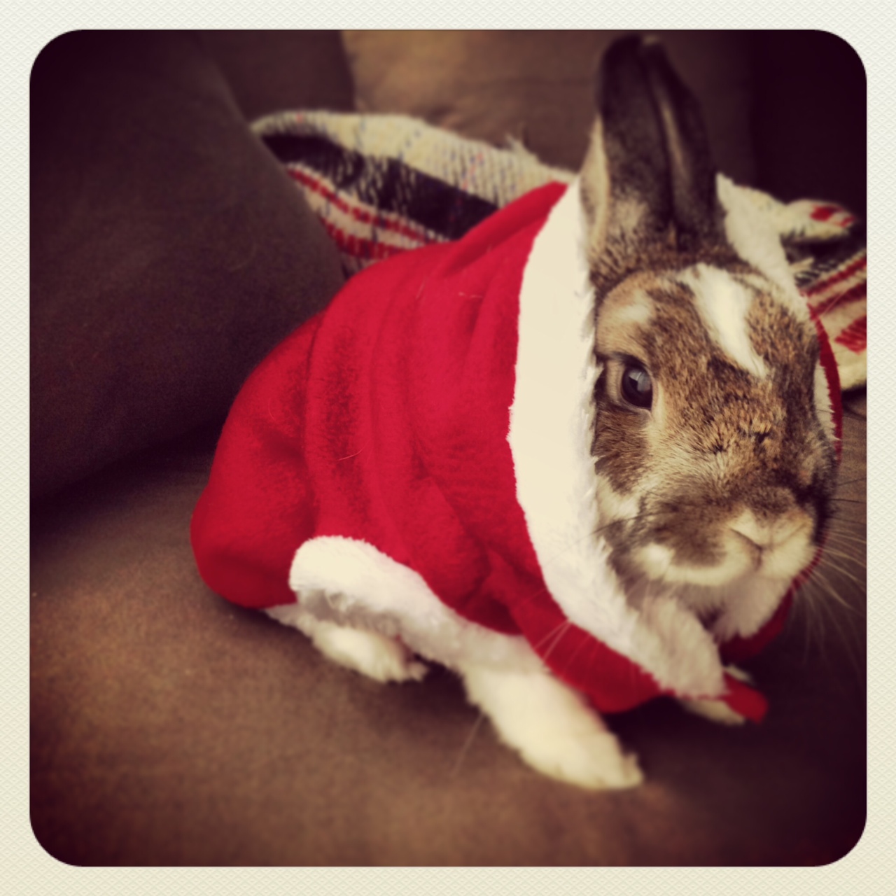 Bunny Plays Santa