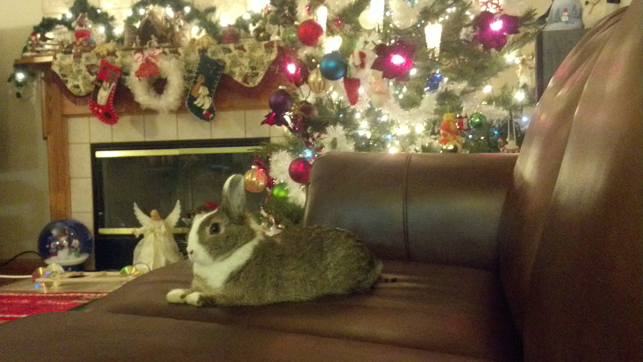 The Daily Bunny's Christmas 2013 Mega-Post 2
