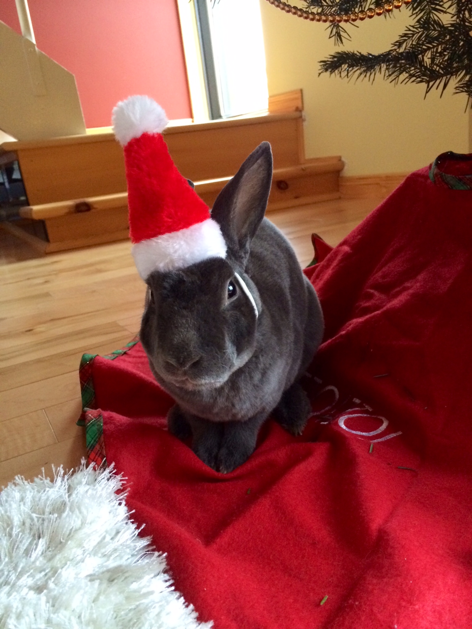 The Daily Bunny's Christmas 2013 Mega-Post 8.2