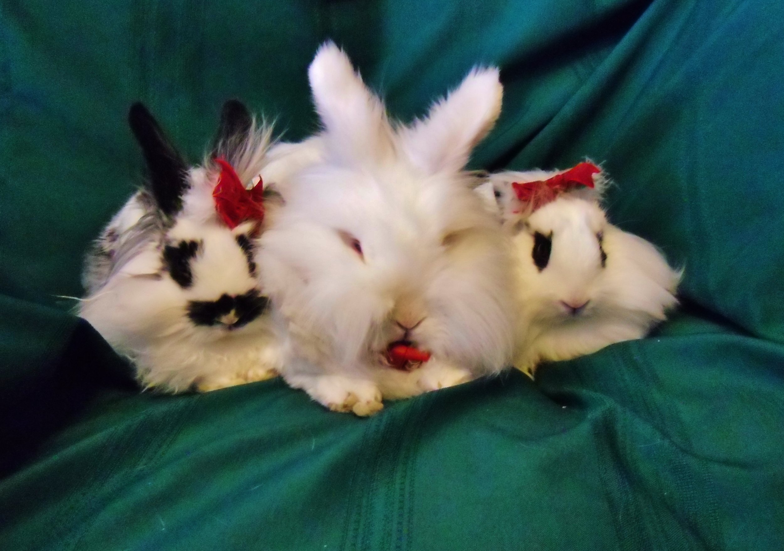 Bunnies Sit Nicely for Holiday Photos 7