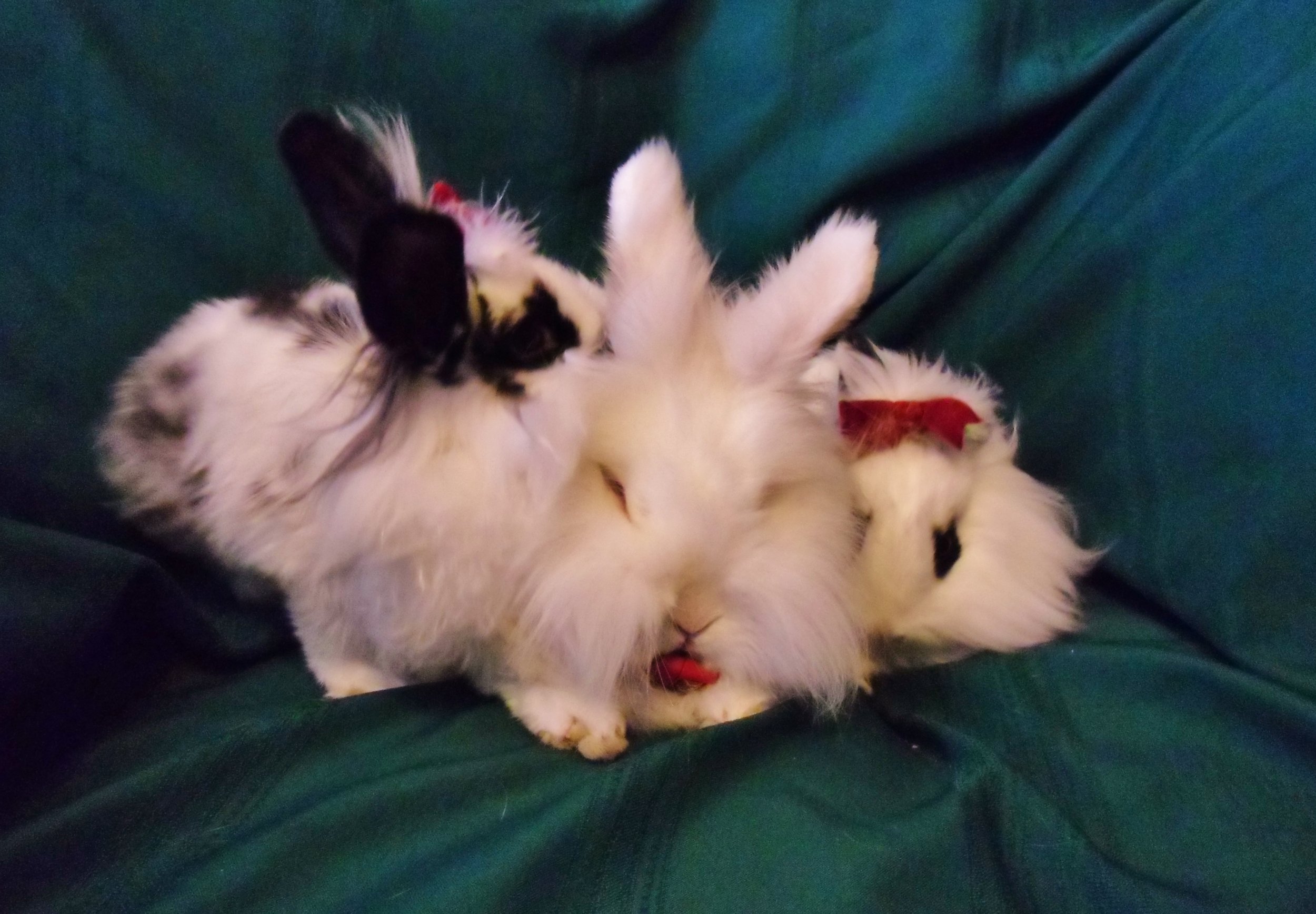 Bunnies Sit Nicely for Holiday Photos 8