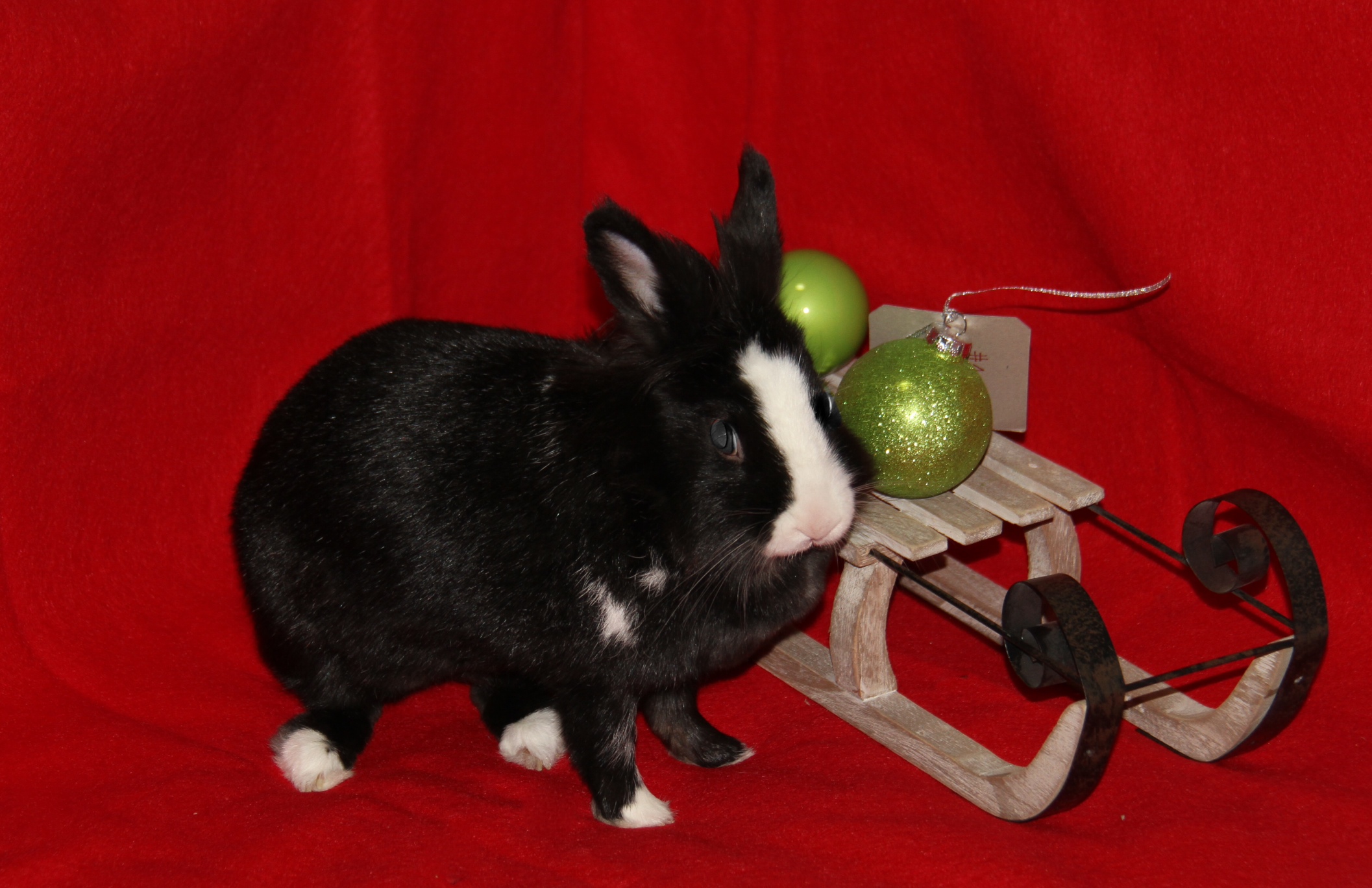 Bunny Gets Curious During Her Christmas Photoshoot 1