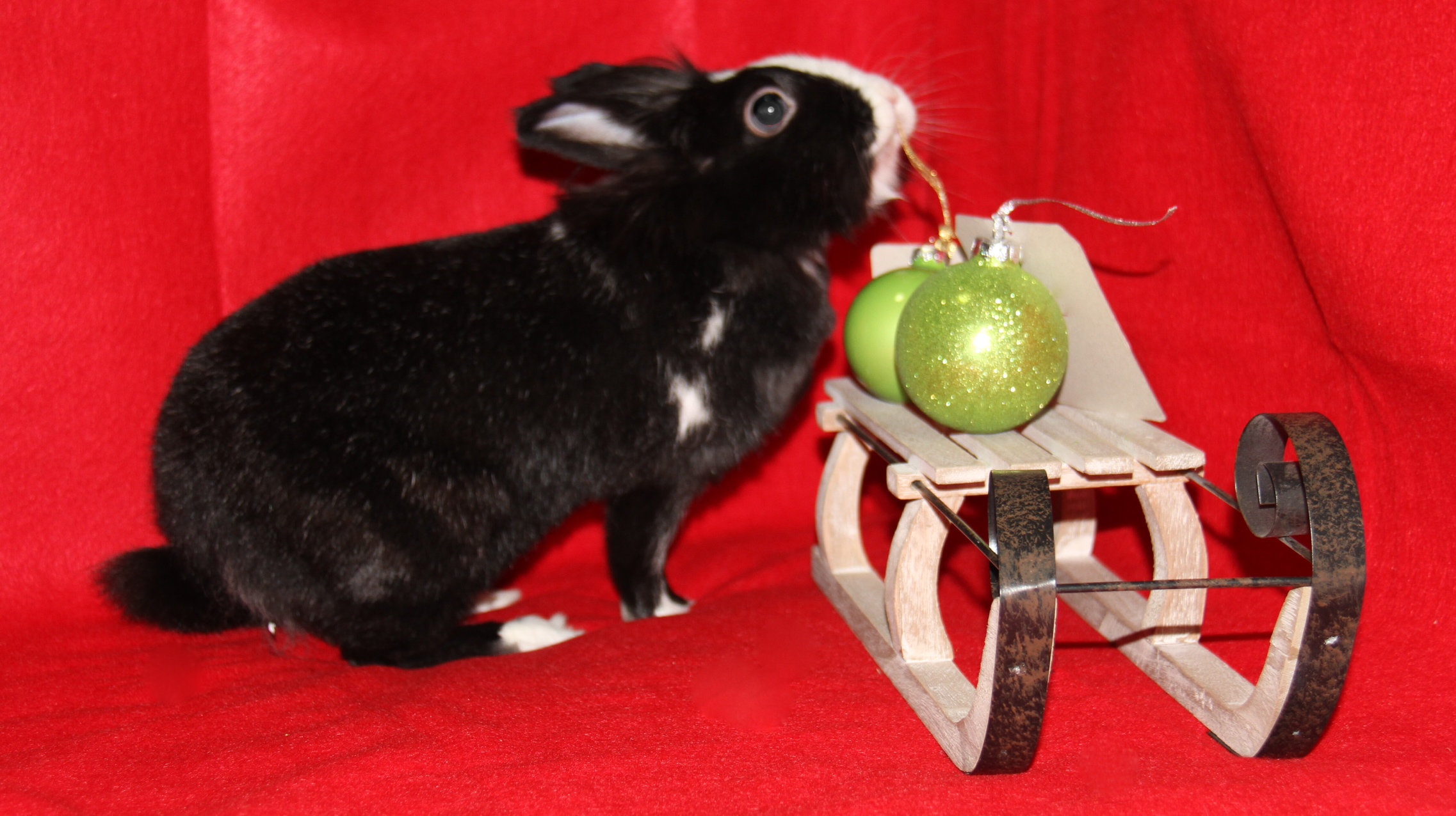 Bunny Gets Curious During Her Christmas Photoshoot 2