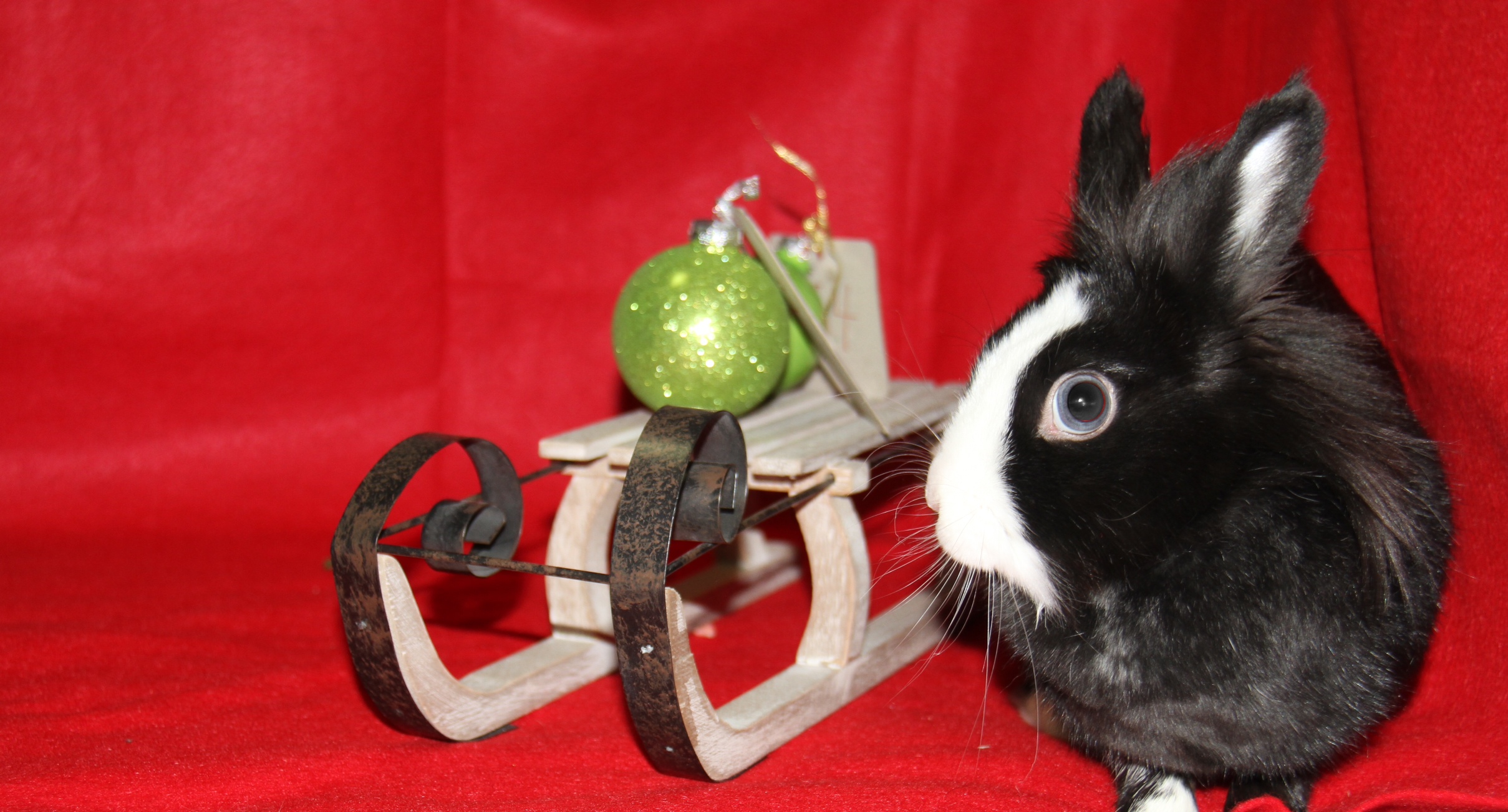Bunny Gets Curious During Her Christmas Photoshoot 3