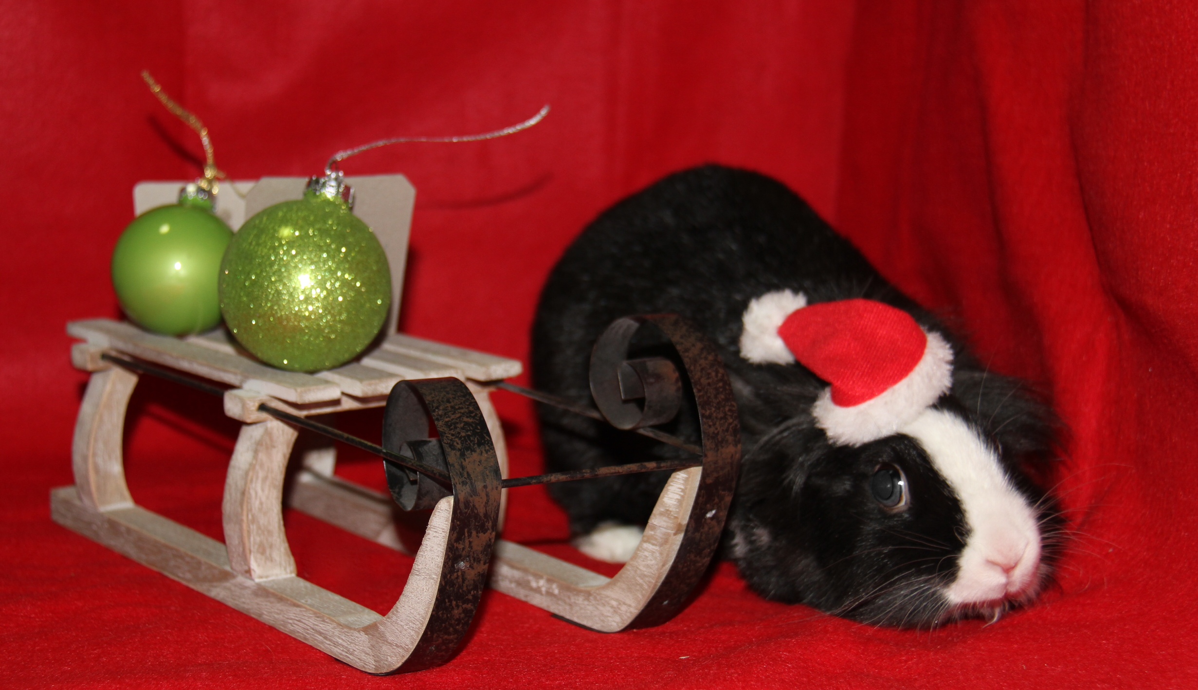 Bunny Gets Curious During Her Christmas Photoshoot 4