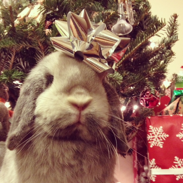 The Daily Bunny's Christmas 2013 Mega-Post 23