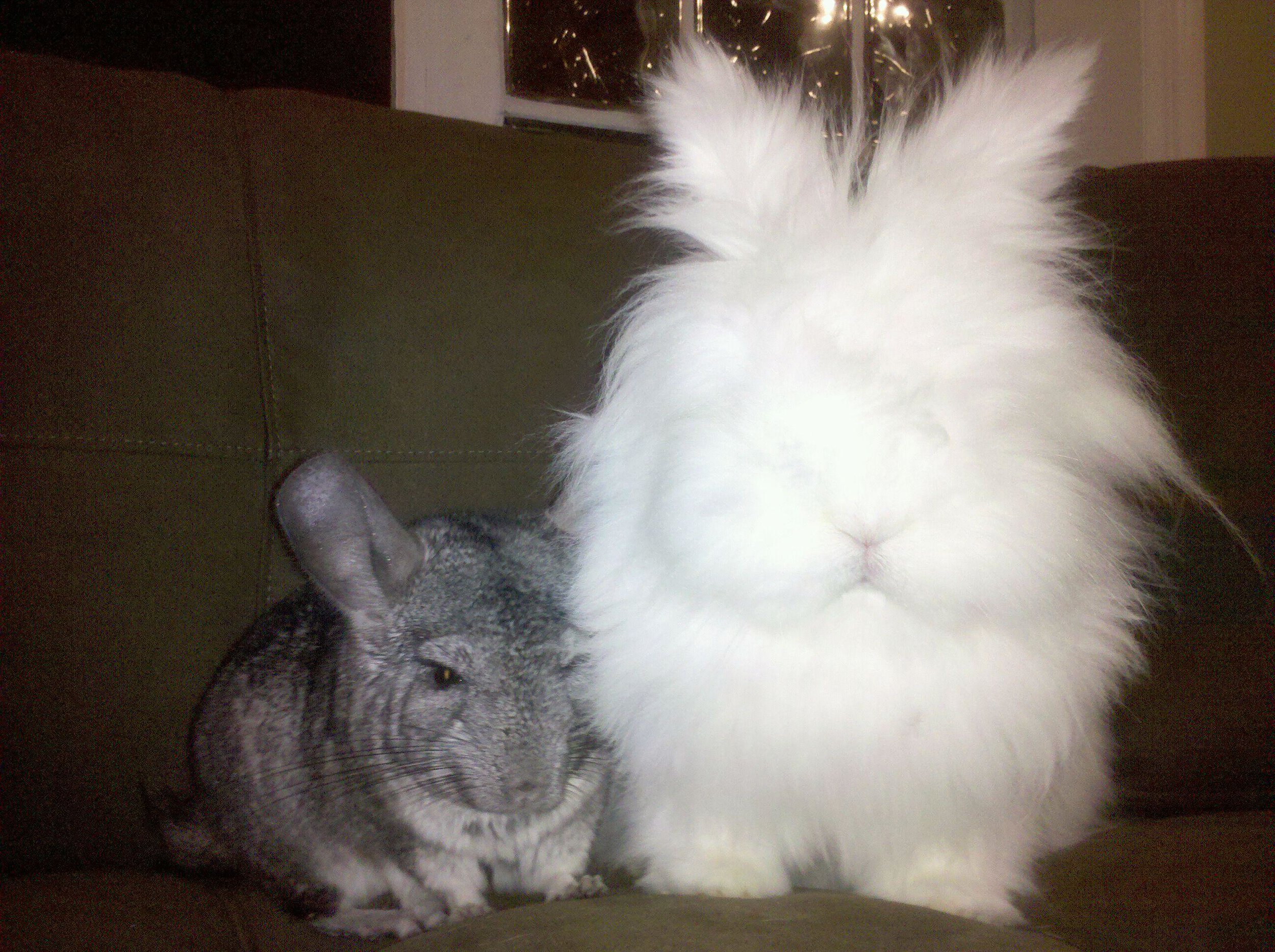 Fluffy Bunny and His Chinchilla Friend Sit Together Quietly