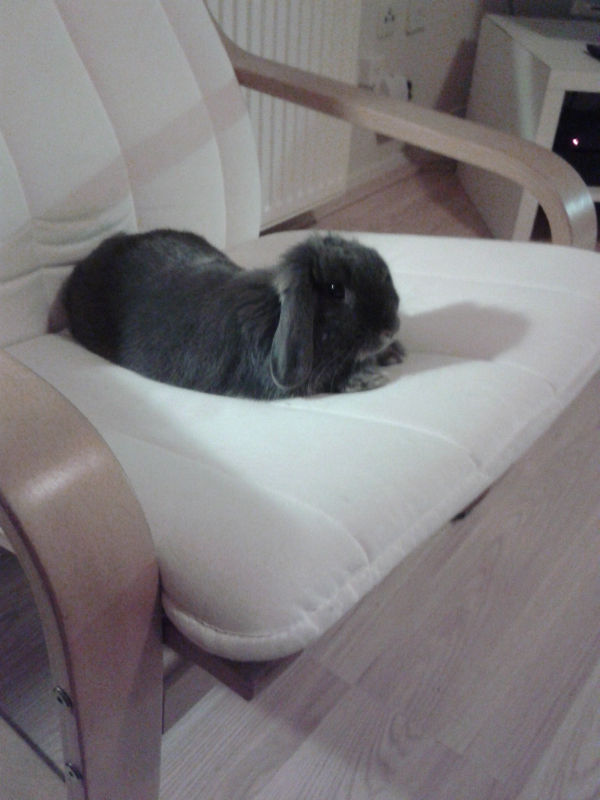 Bunny Has Already Claimed That Chair