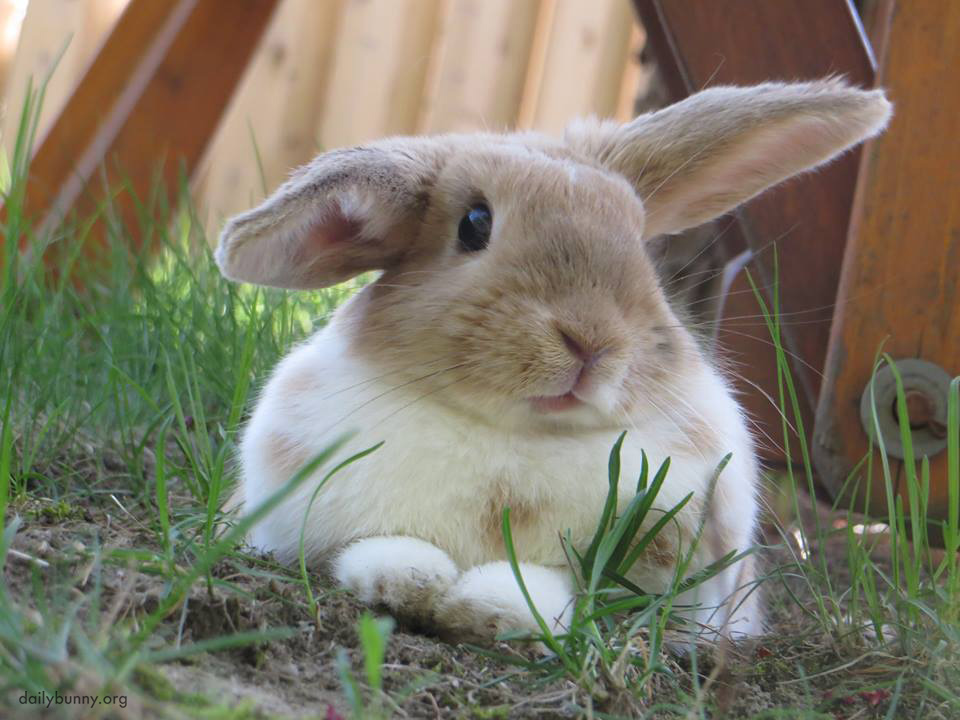 Helicopter Bunny Takes a Break from Buzzing Around the Yard