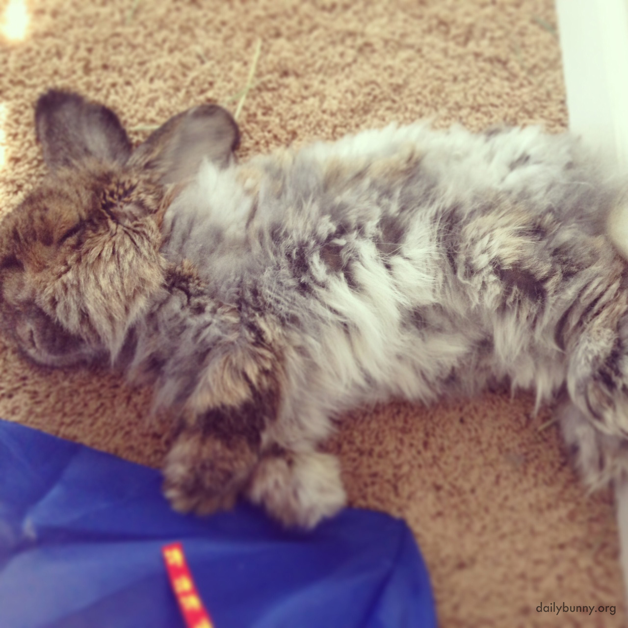 Being So Cute and Fluffy Is Just Exhausting for Bunny