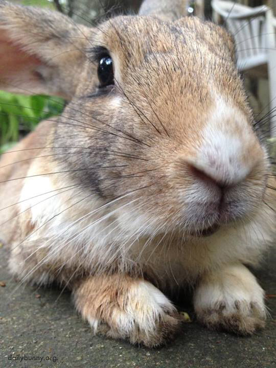 Closeup of Bunny and His Whiskers