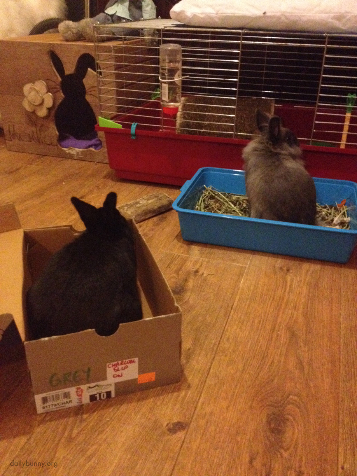 Having Been Denied Entry to the Shoebox, Bunny Gives Her Friend the Cold Shoulder 2