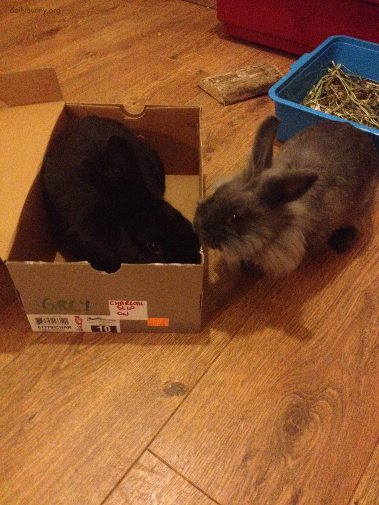 Having Been Denied Entry to the Shoebox, Bunny Gives Her Friend the Cold Shoulder 1