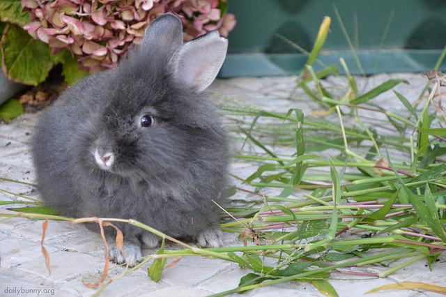 Bunny Poses with Flower Stems Instead of Eating Them