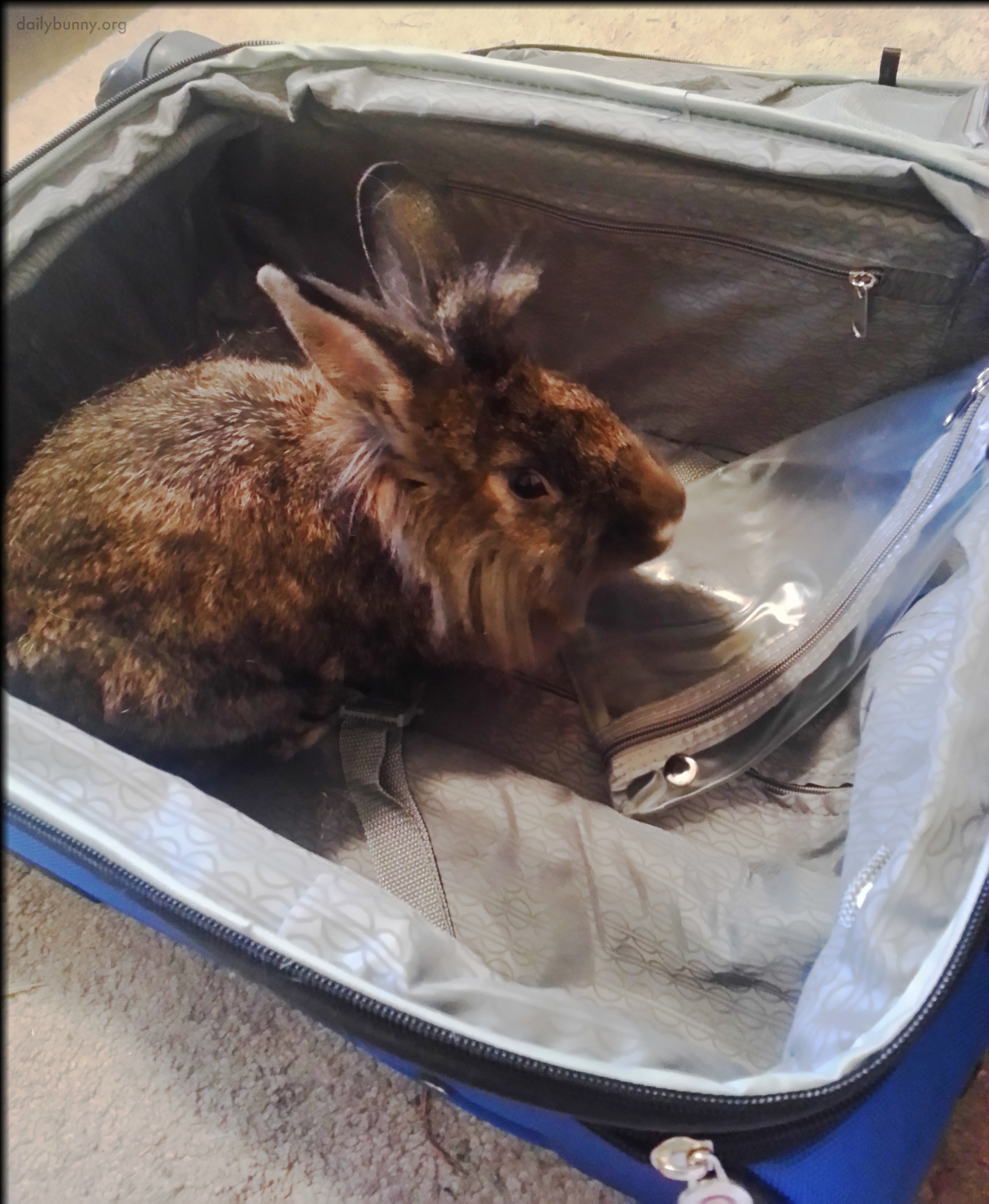 Well-Intentioned Bunny Helps His Human Pack