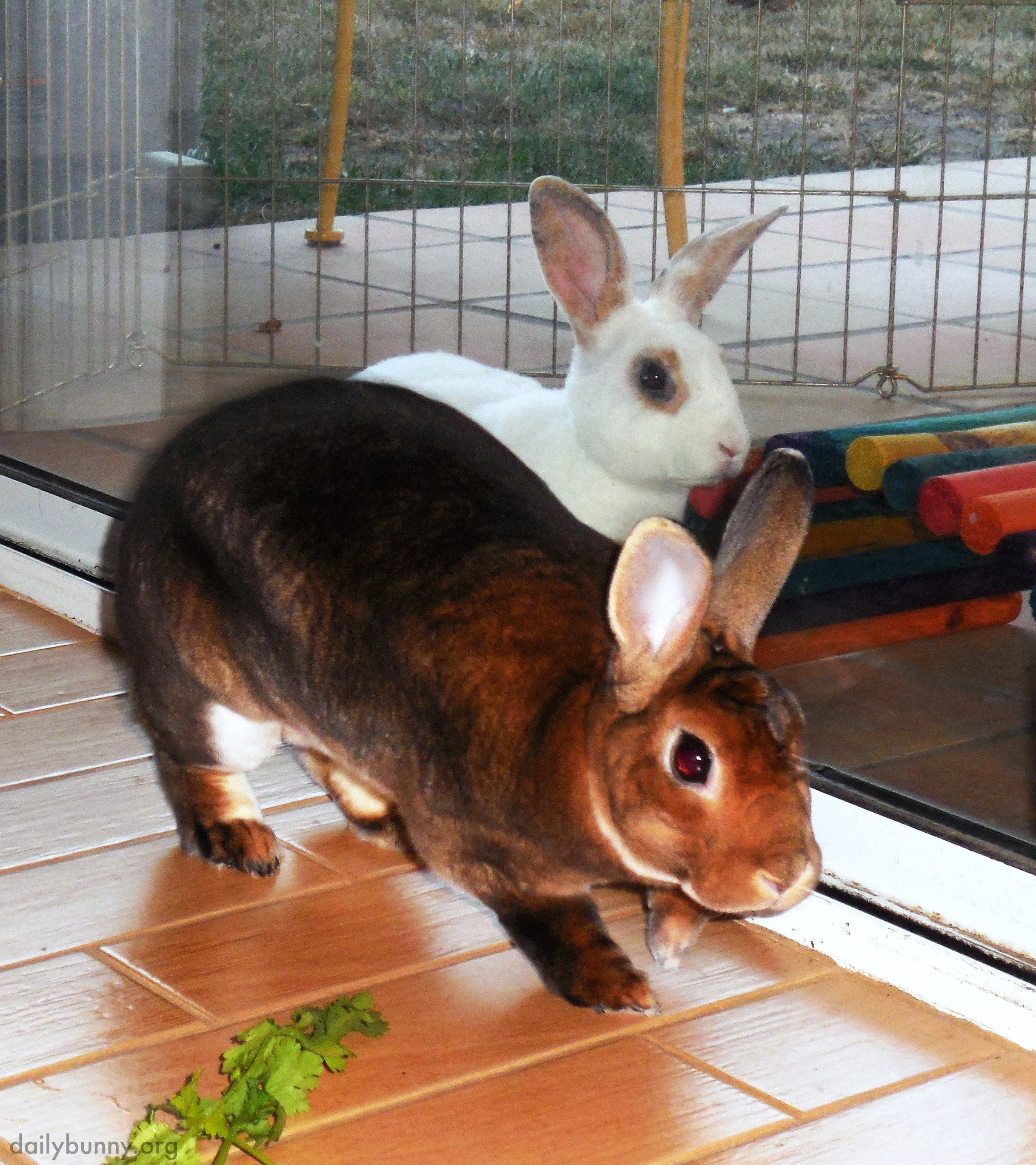 Bunny Burglars Quietly Creep into the Kitchen for a Vegetable Robbery