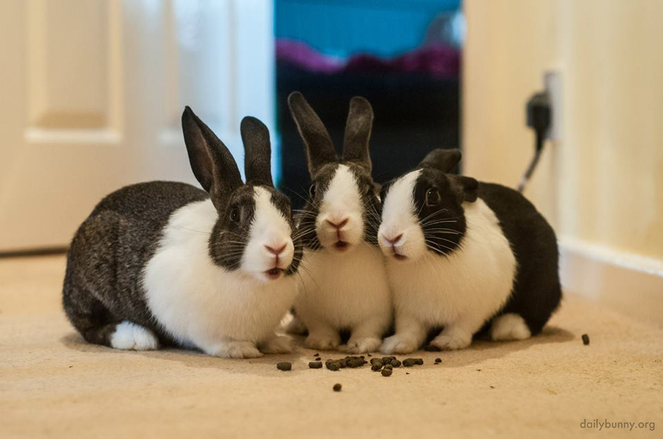 Bunnies Look Like They've Been Caught During a Conspiratorial Meal