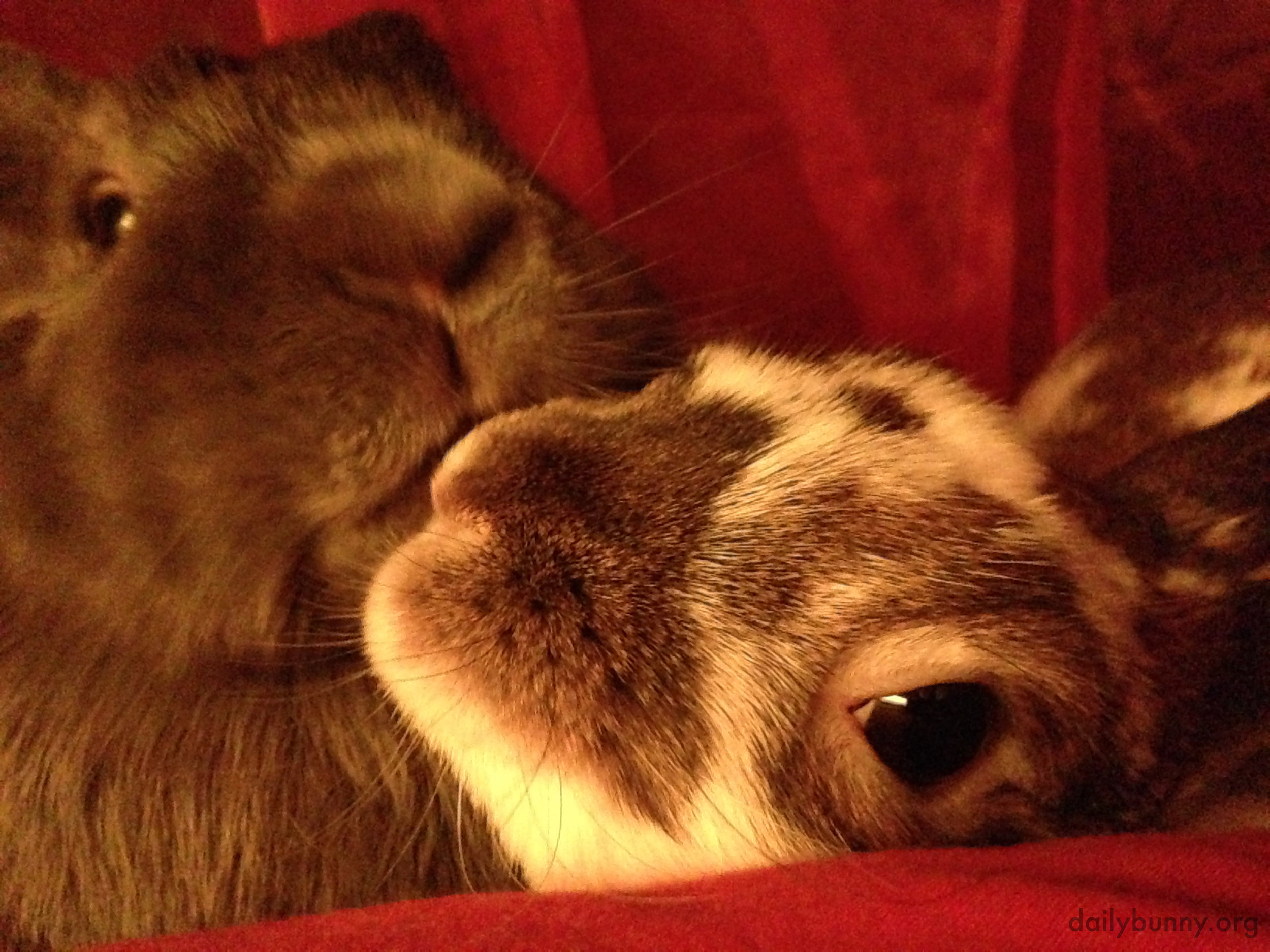 Bunnies Have a Quick Kiss for the Camera