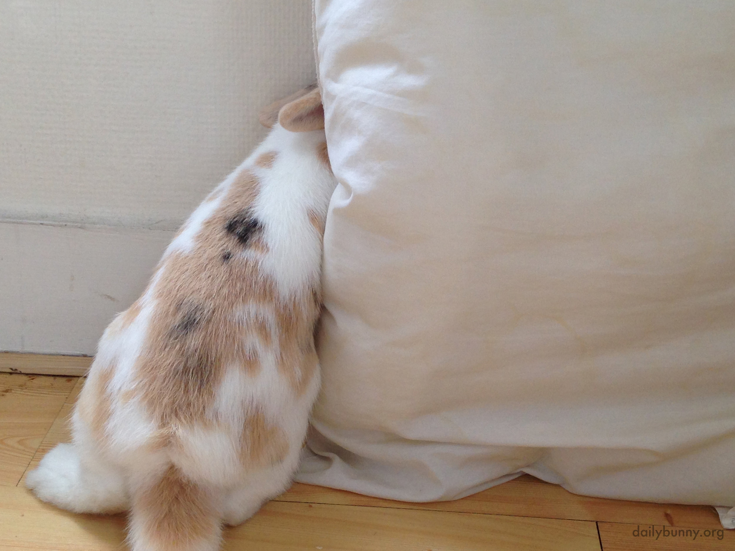 Curious Bunny Wants to See What's Behind This Cushion 1