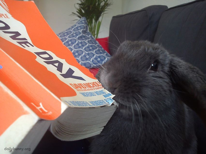 Maybe If Bunny Just Eats Her Human's Book, Her Human Won't Have Anything to Do Other Than Feed Bunny