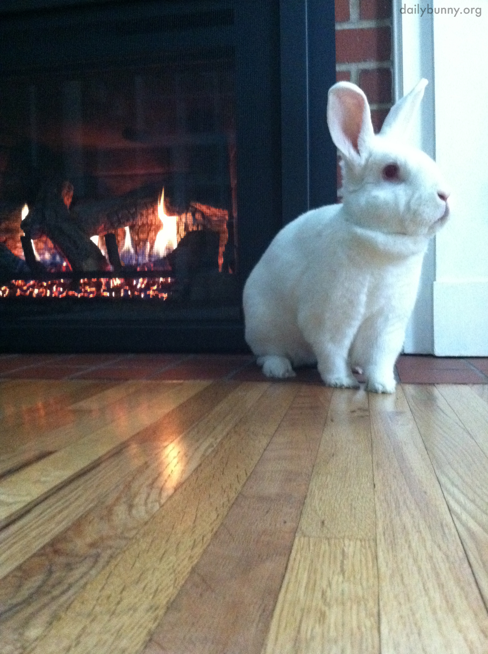 Bunny Warms His Bum by the Fire
