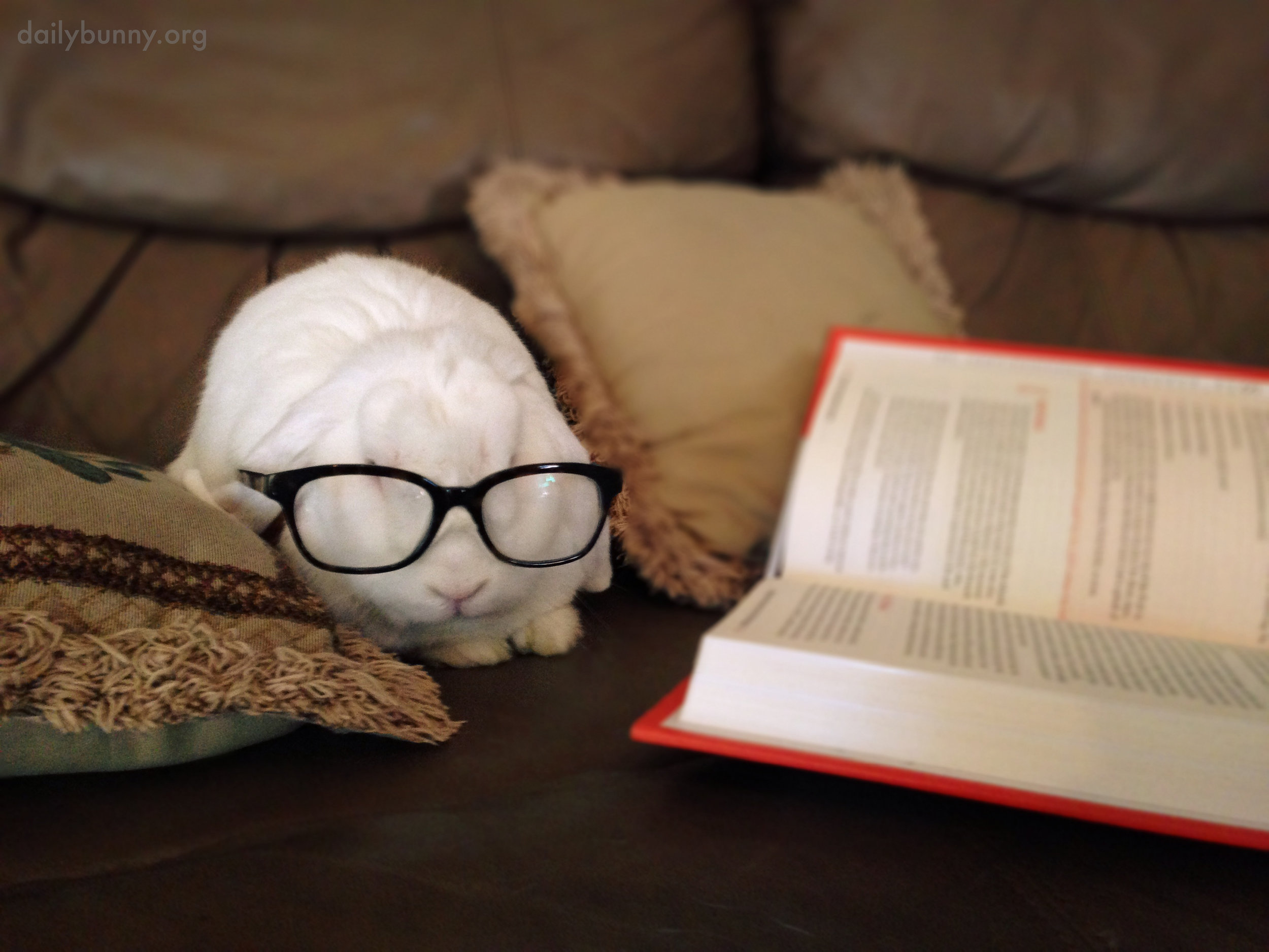 Bunny Is Clearly an Intellectual