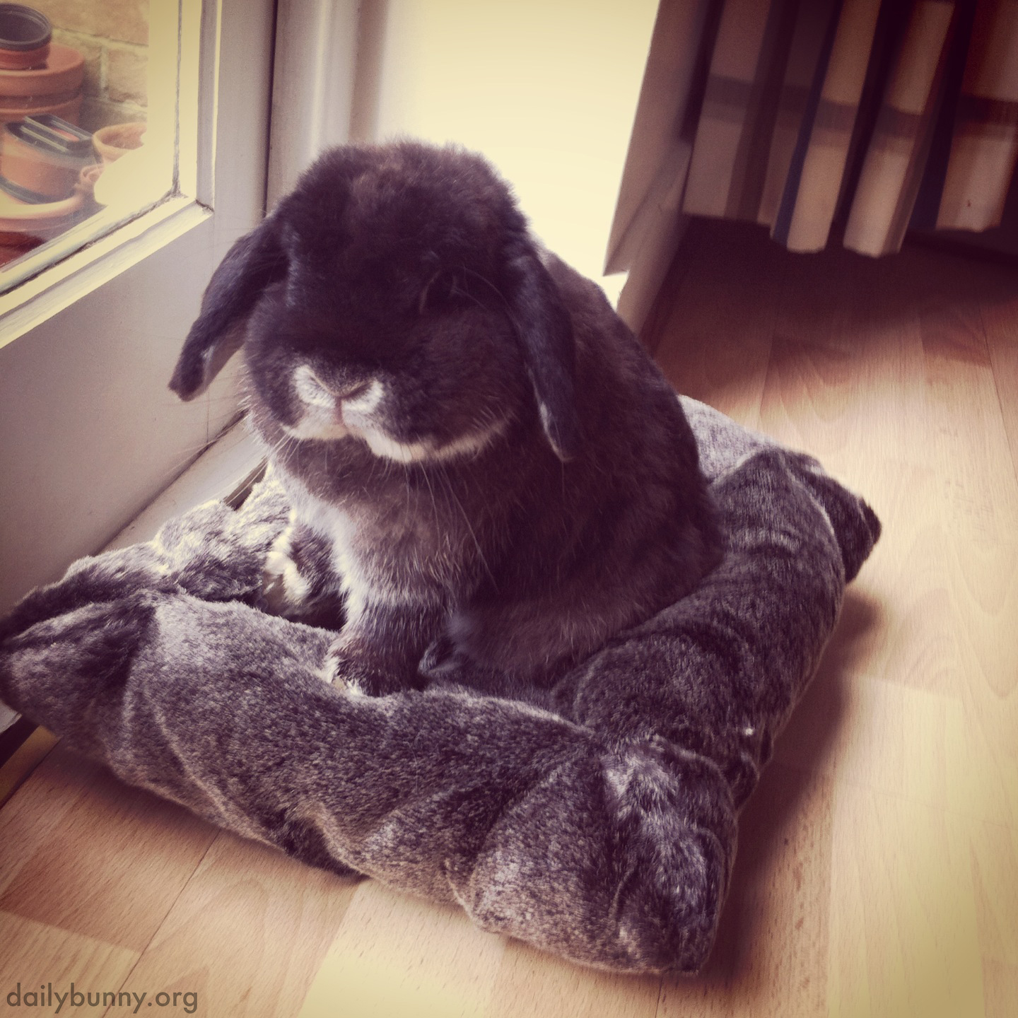 Bunny Likes to Match His Bedding with His Fur