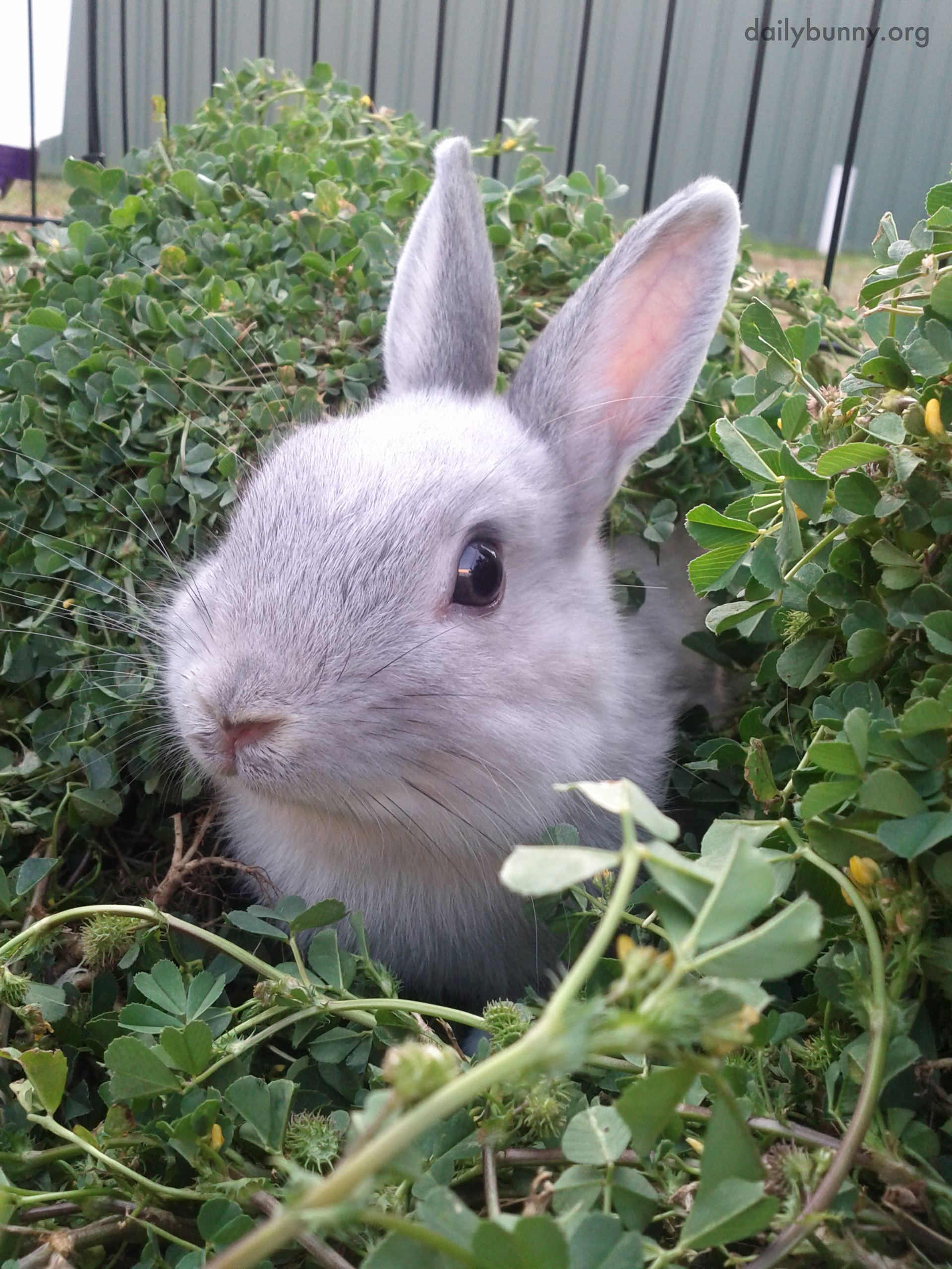Bunny Pokes His Head Out from the Hedge 1