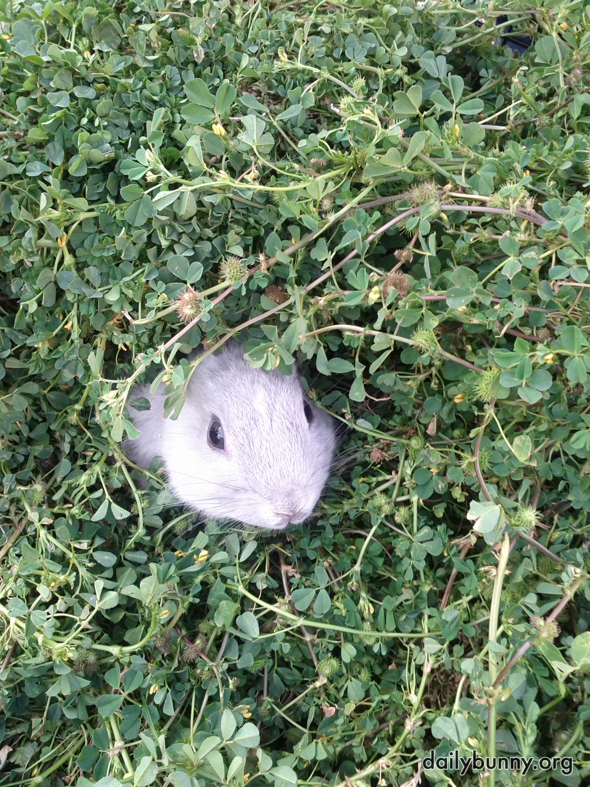 Bunny Pokes His Head Out from the Hedge 2