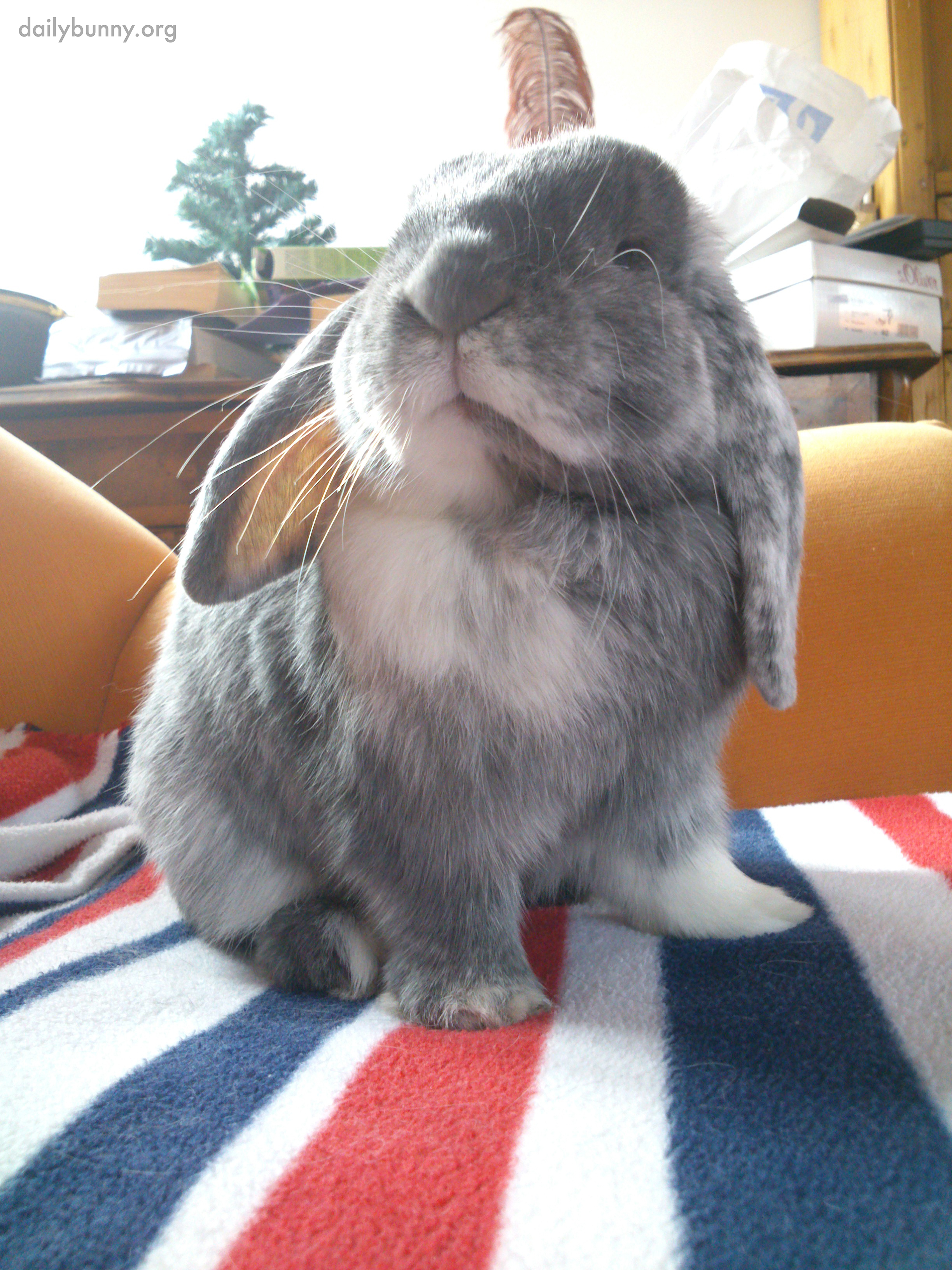 Bunny Can Look Distinguished and Inquisitive 1