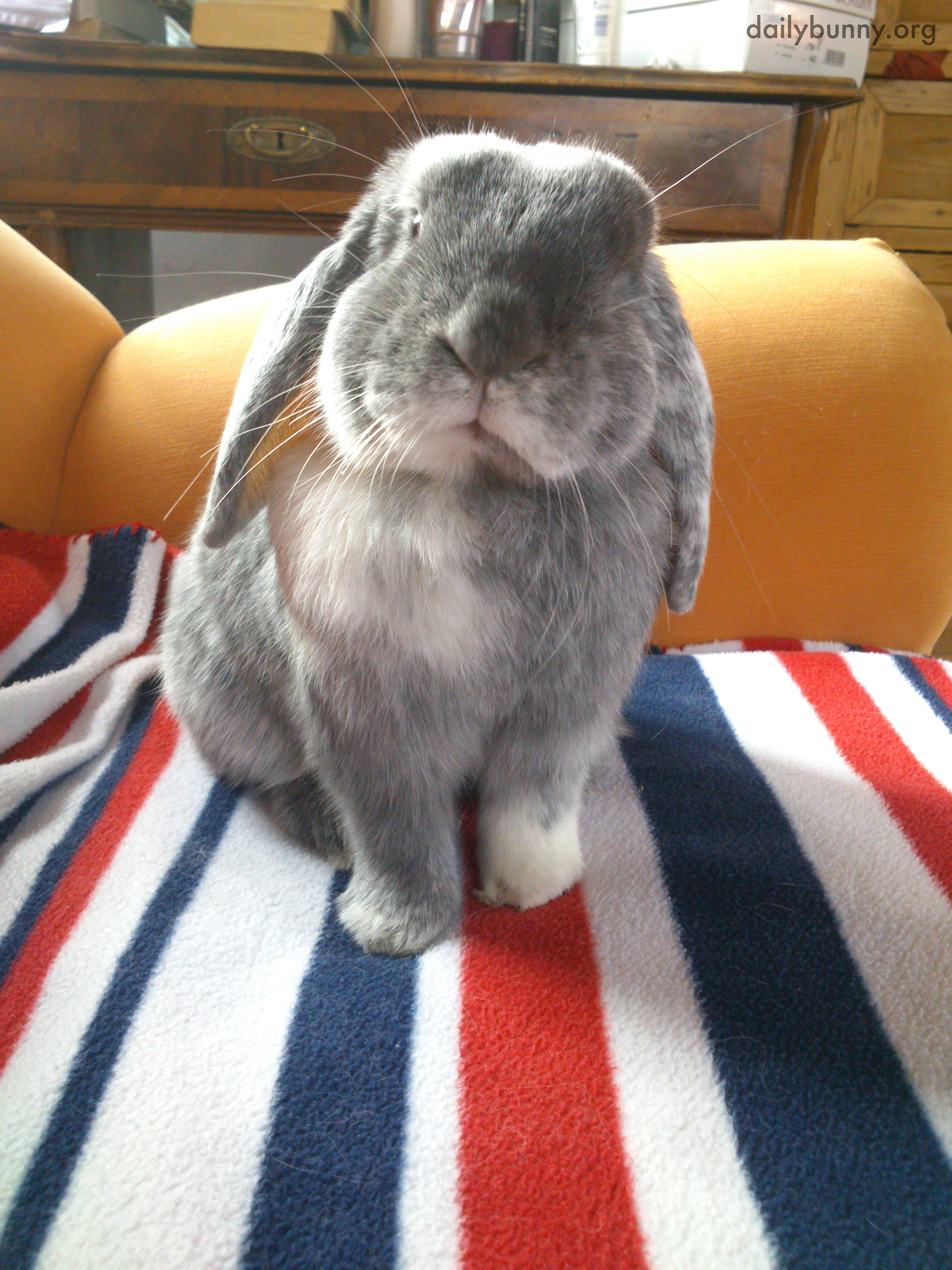 Bunny Can Look Distinguished and Inquisitive 2