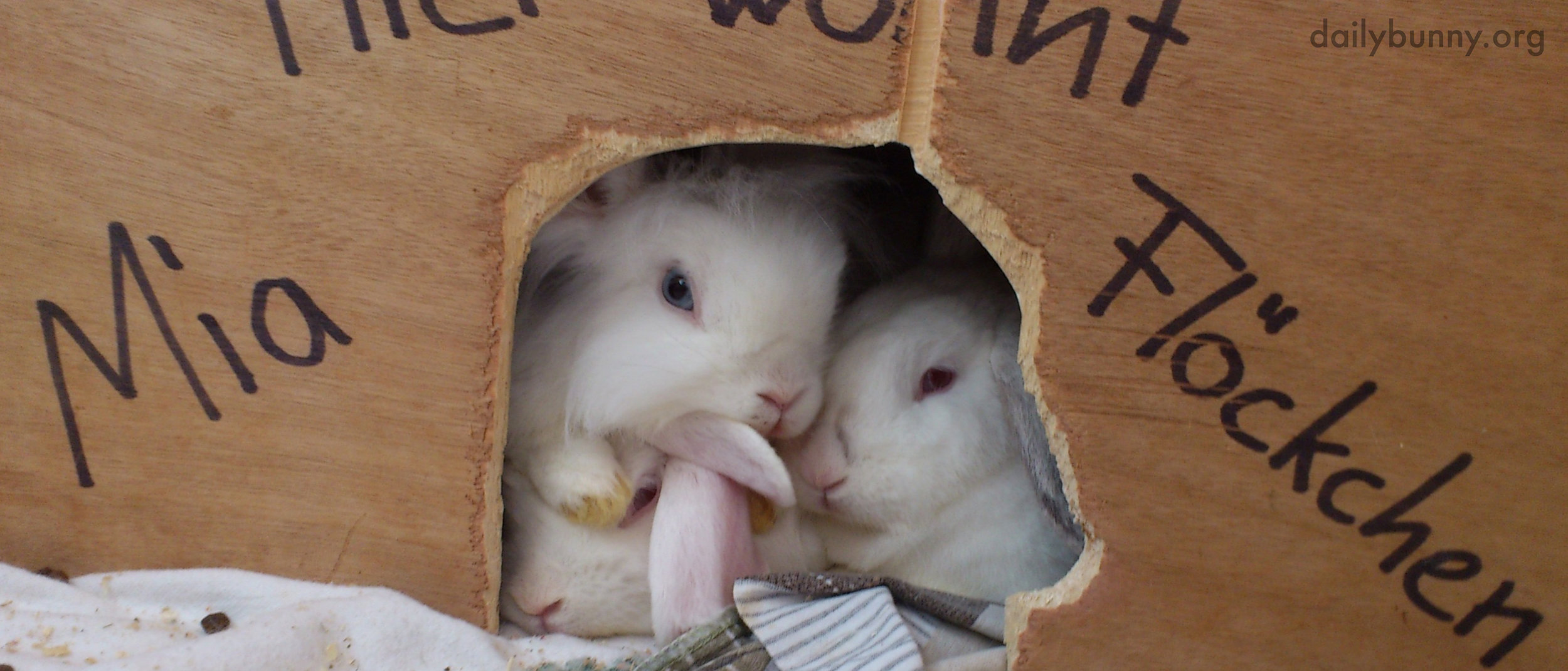 Bunnies Climb Over Each Other to Look Out of Their Box