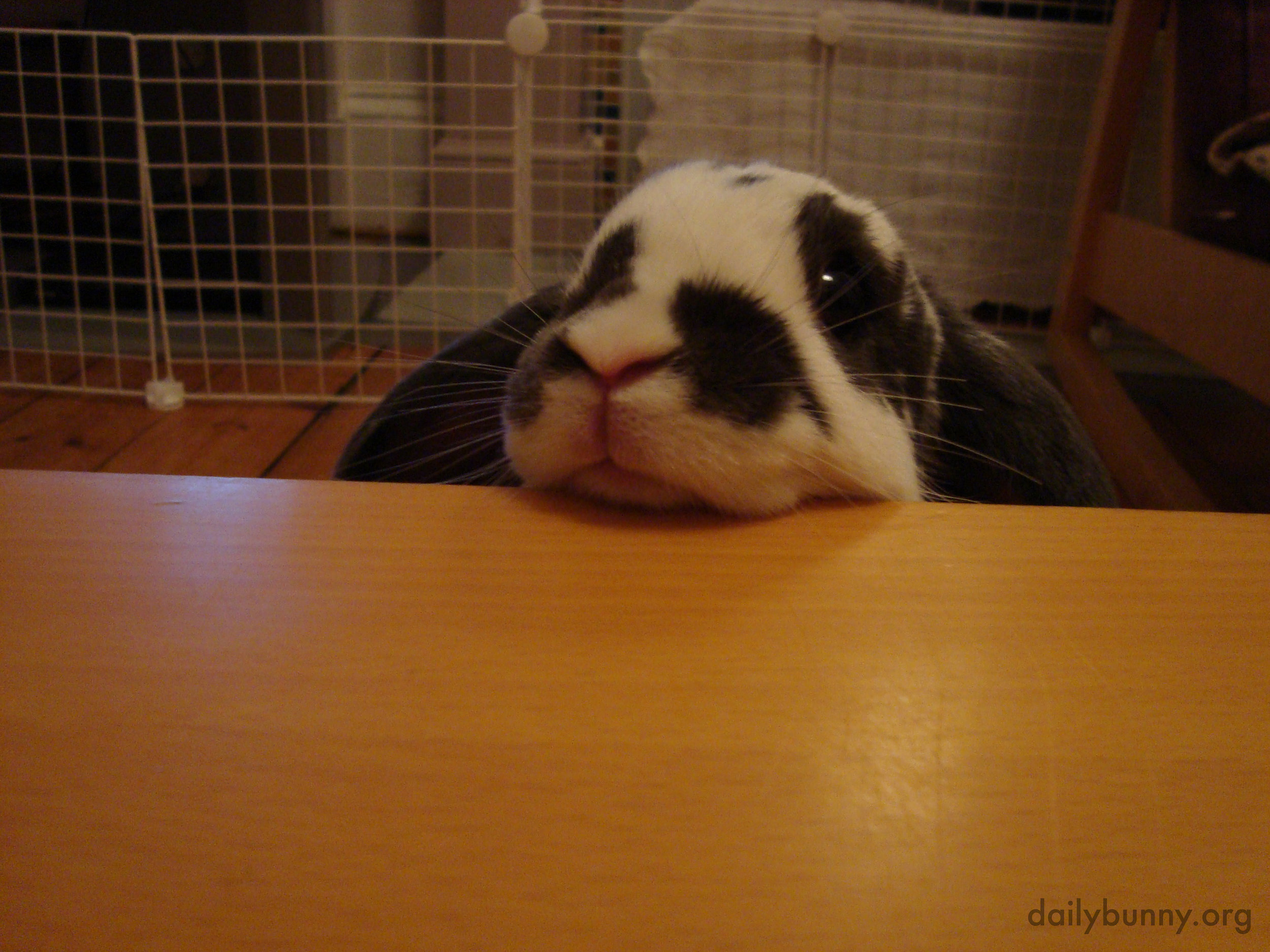Bunny Checks to See If Her Human Has Put Down the Salad Yet 1
